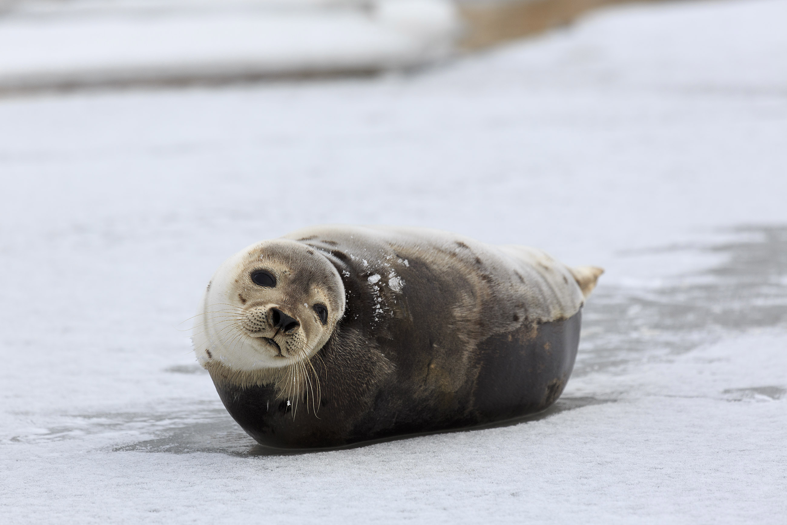 Young Harp Seal