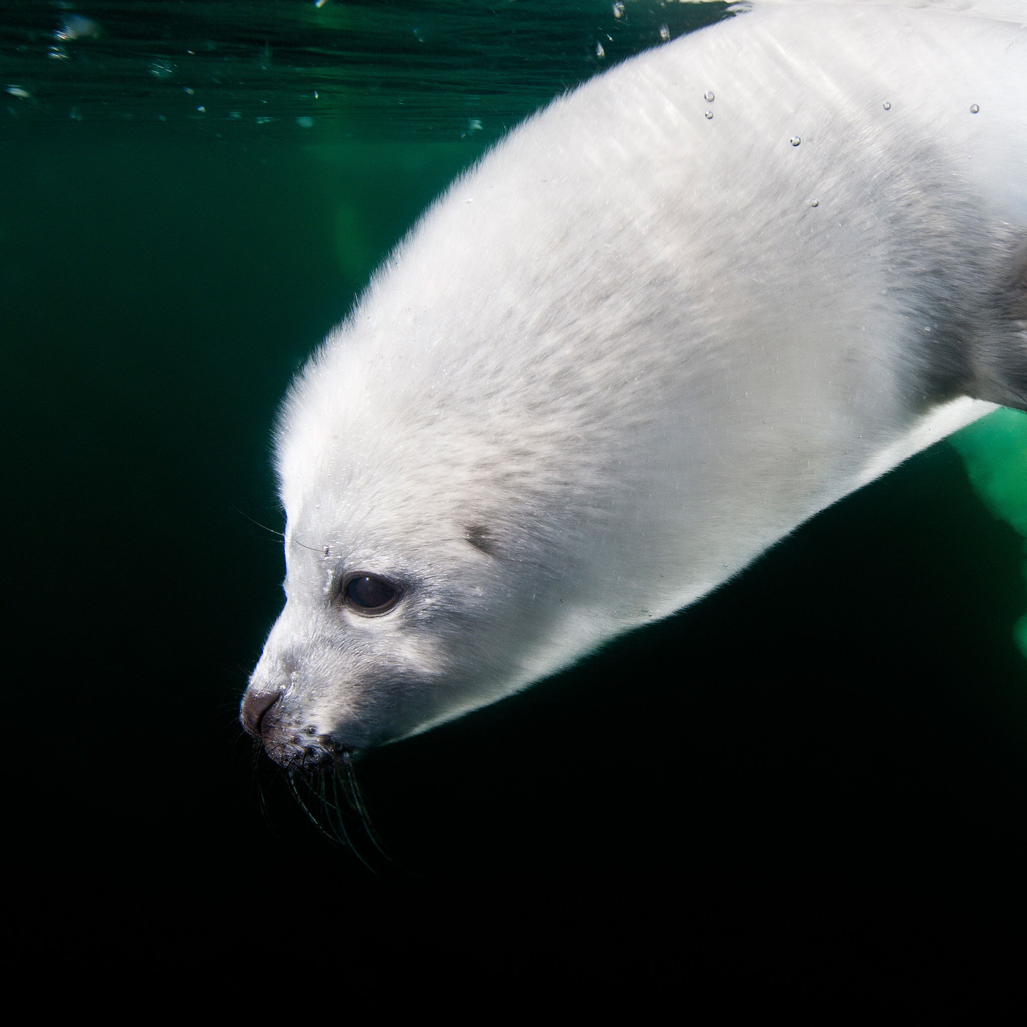 Harp Seal | National Geographic