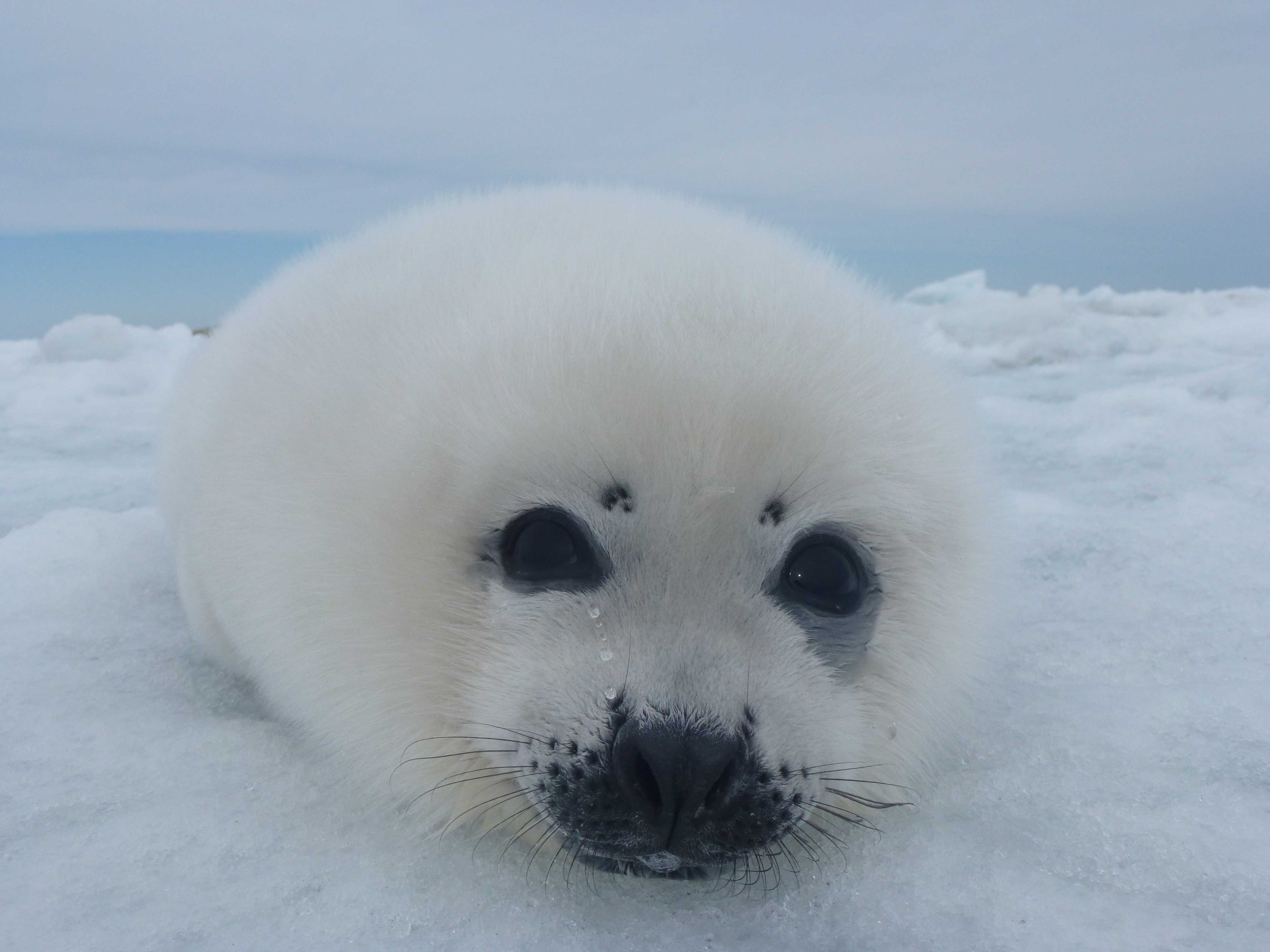 Harp Seal - National Geographic Society