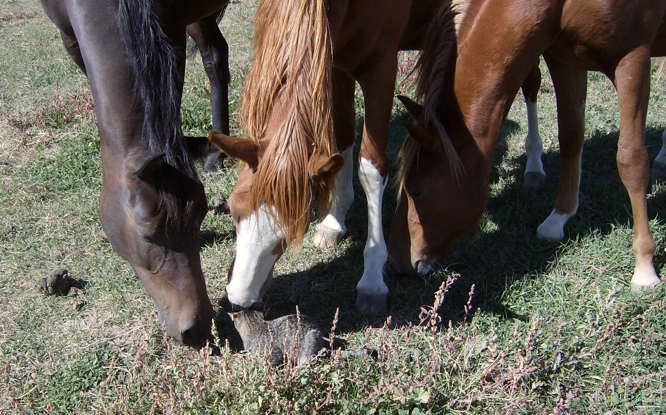 Young horses smell the cat photo