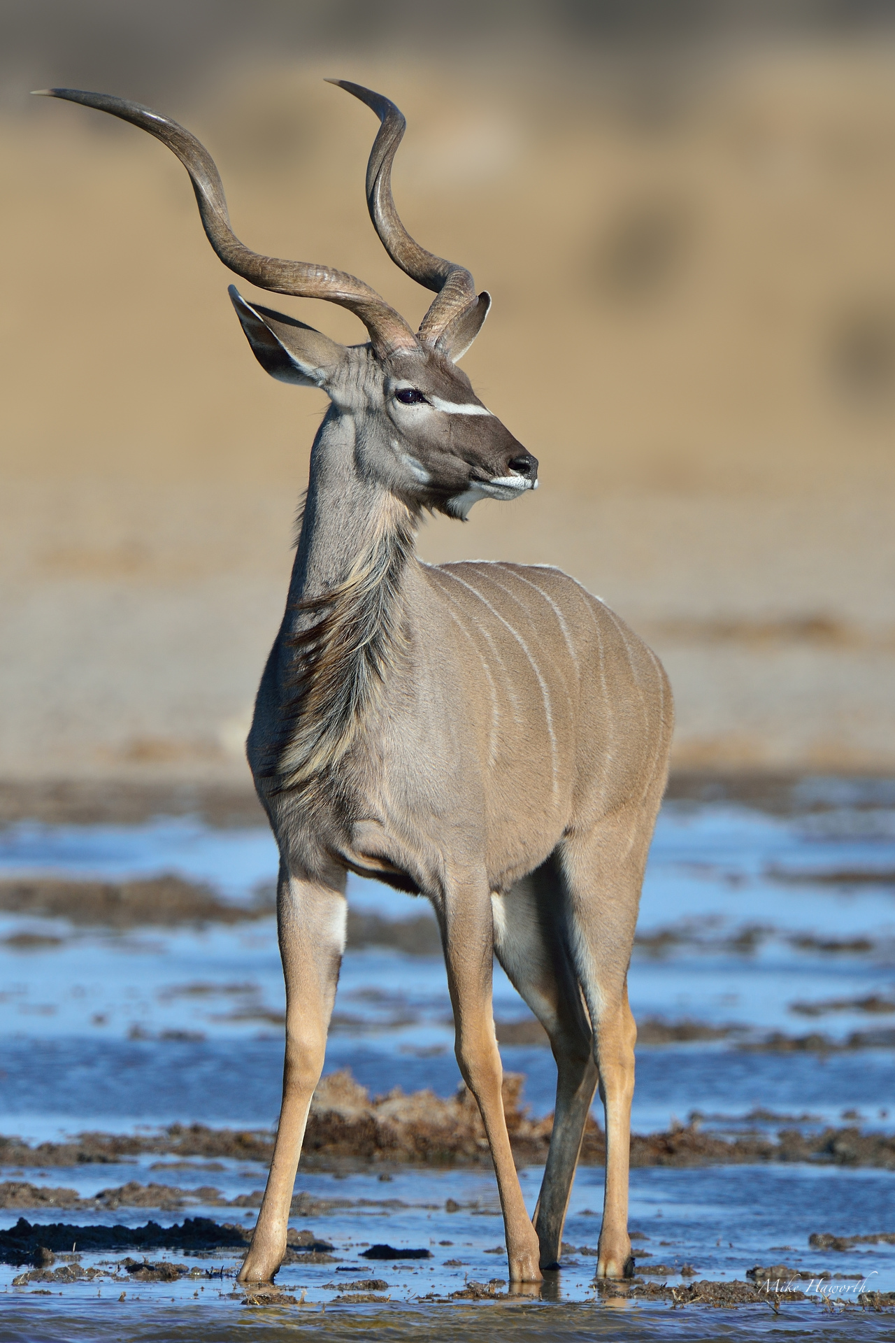 Young kudu photo