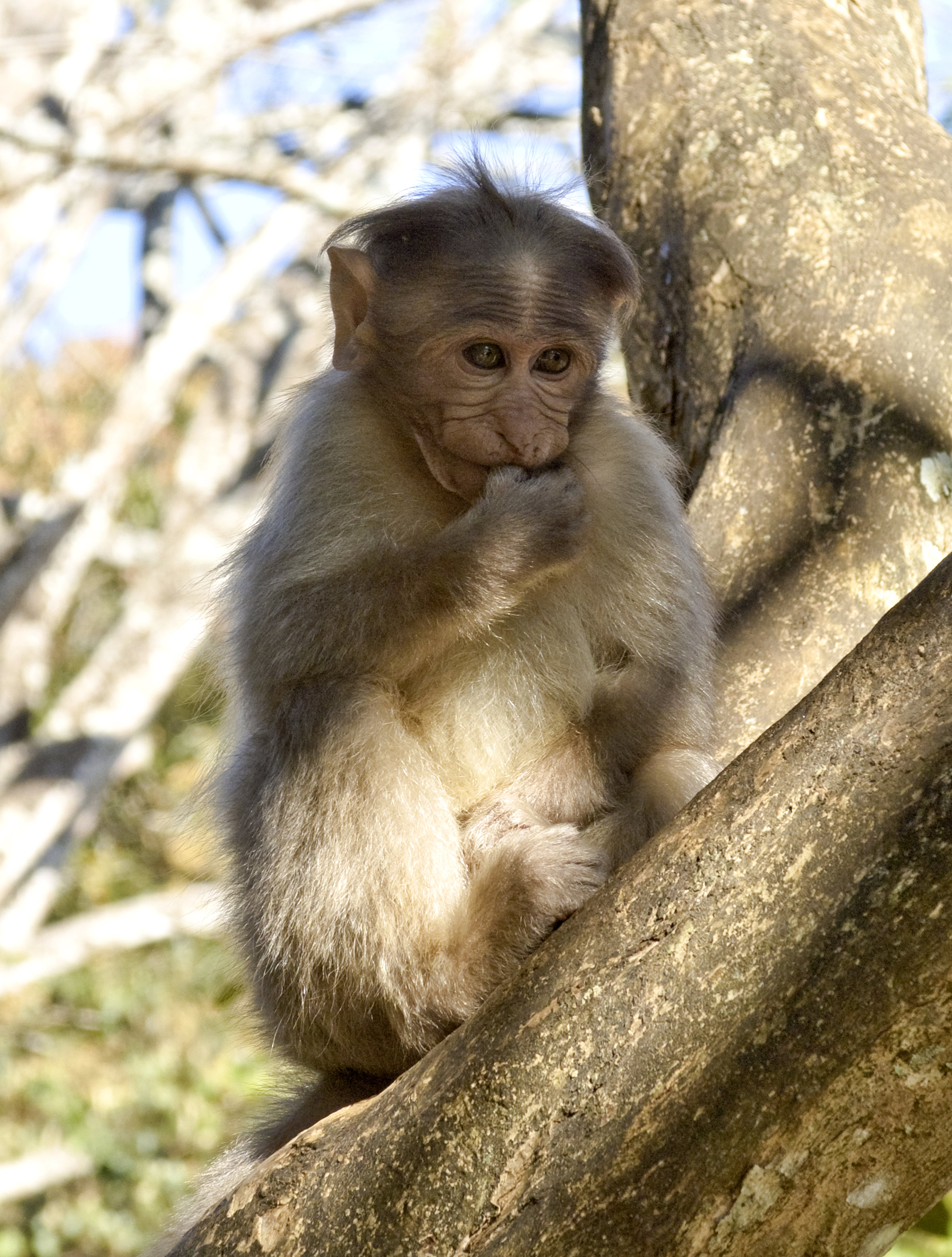 Young monkey in Periyar National Park, Animal, India, Kerala, Monkey, HQ Photo