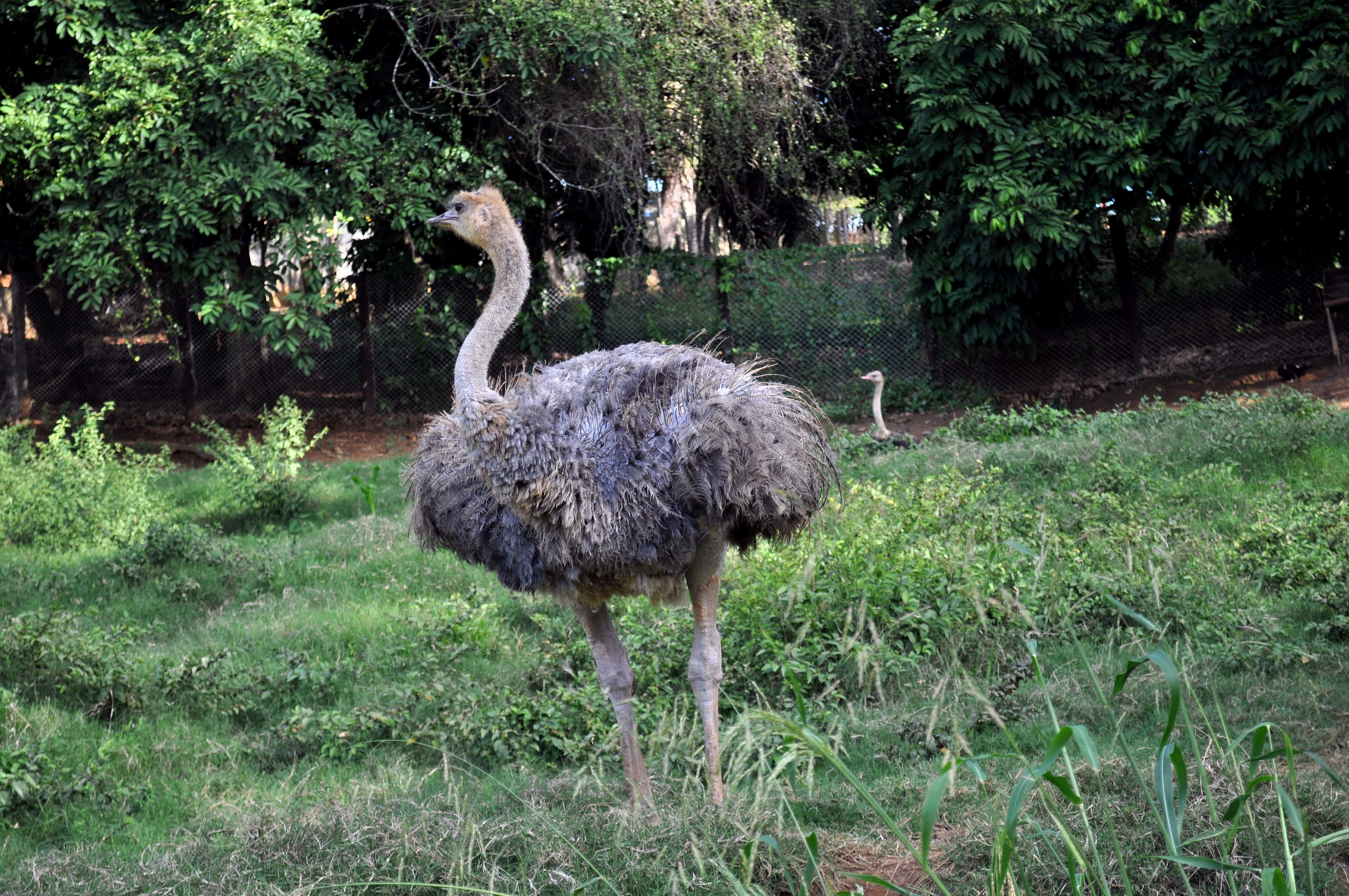Free picture: female, young, ostrich, bird, zoo