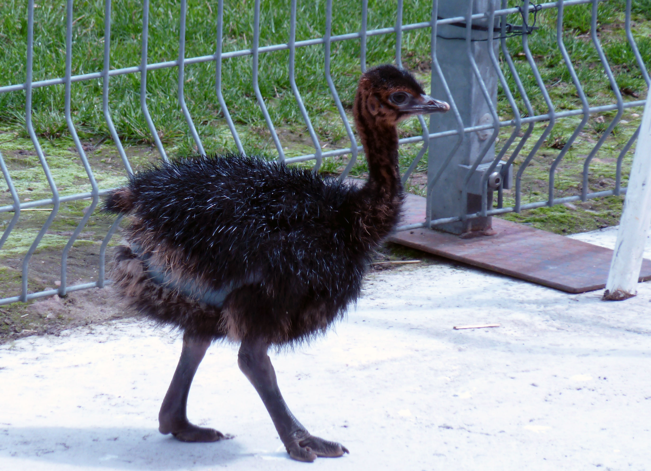 Photo of a young ostrich strutting in his gate | WebPix PhotoBlog