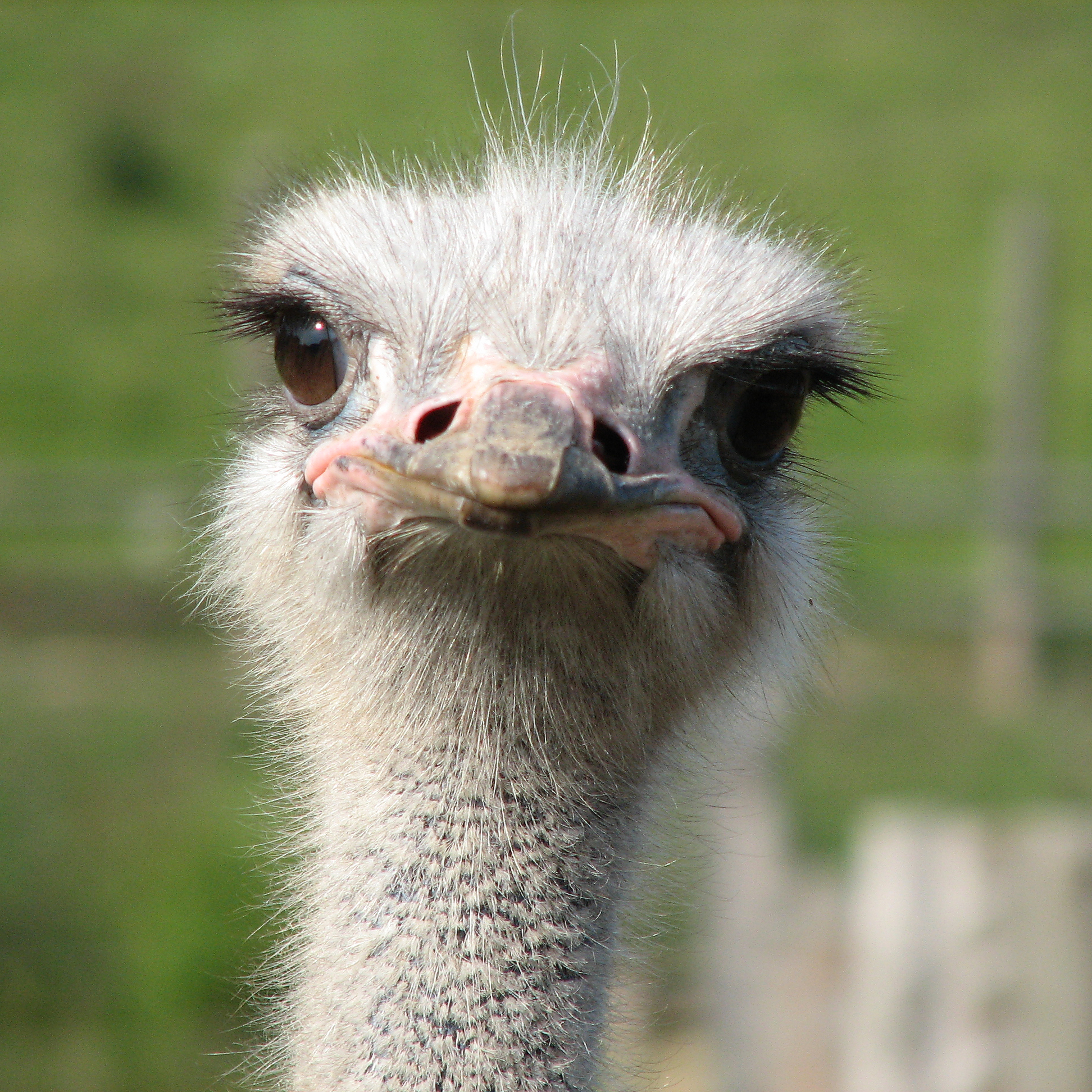 Ostrich Facts | Ostriches | African Animals