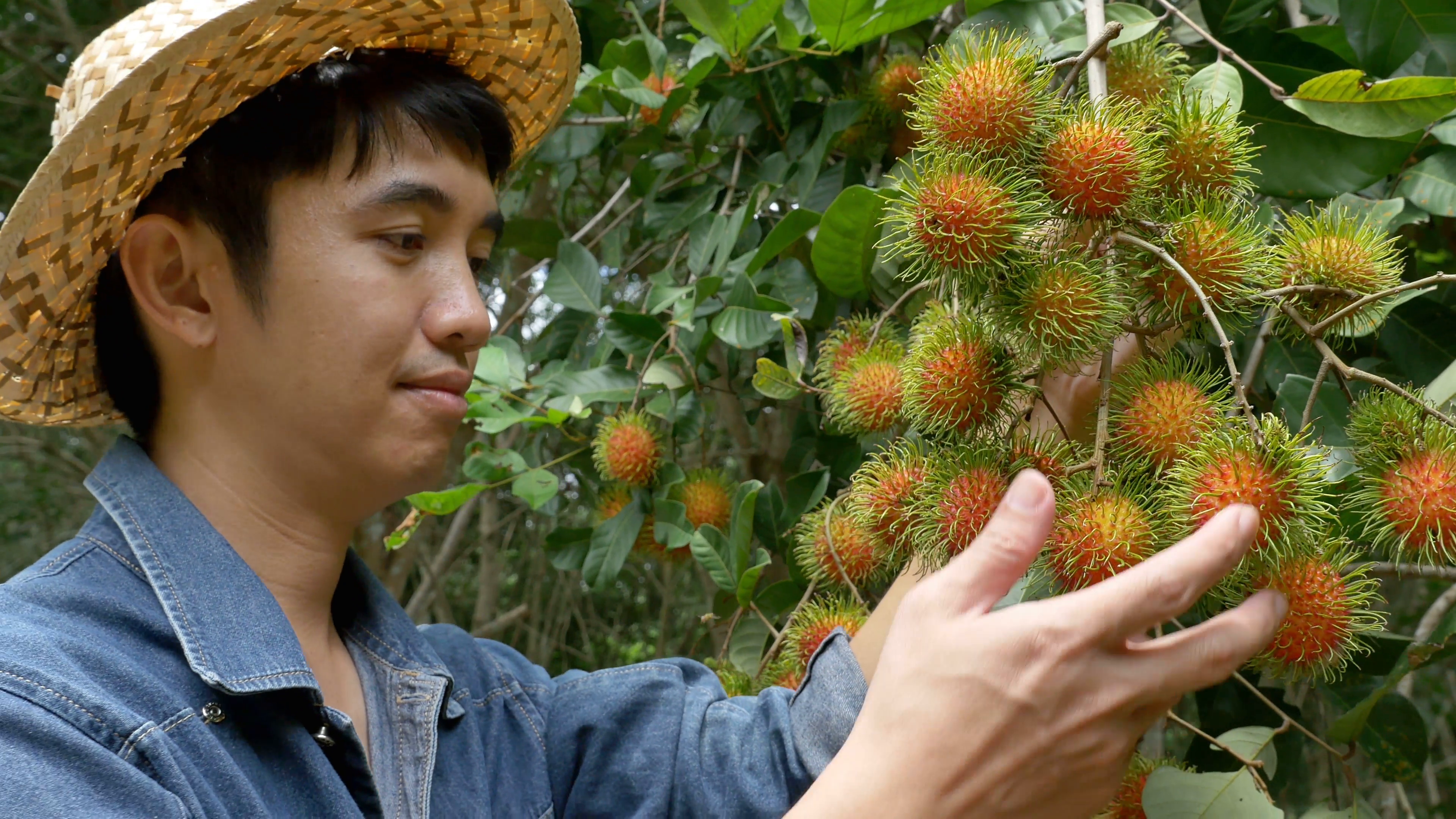 Young Asian farmer holding rambutan on his farm in Thailand Stock ...