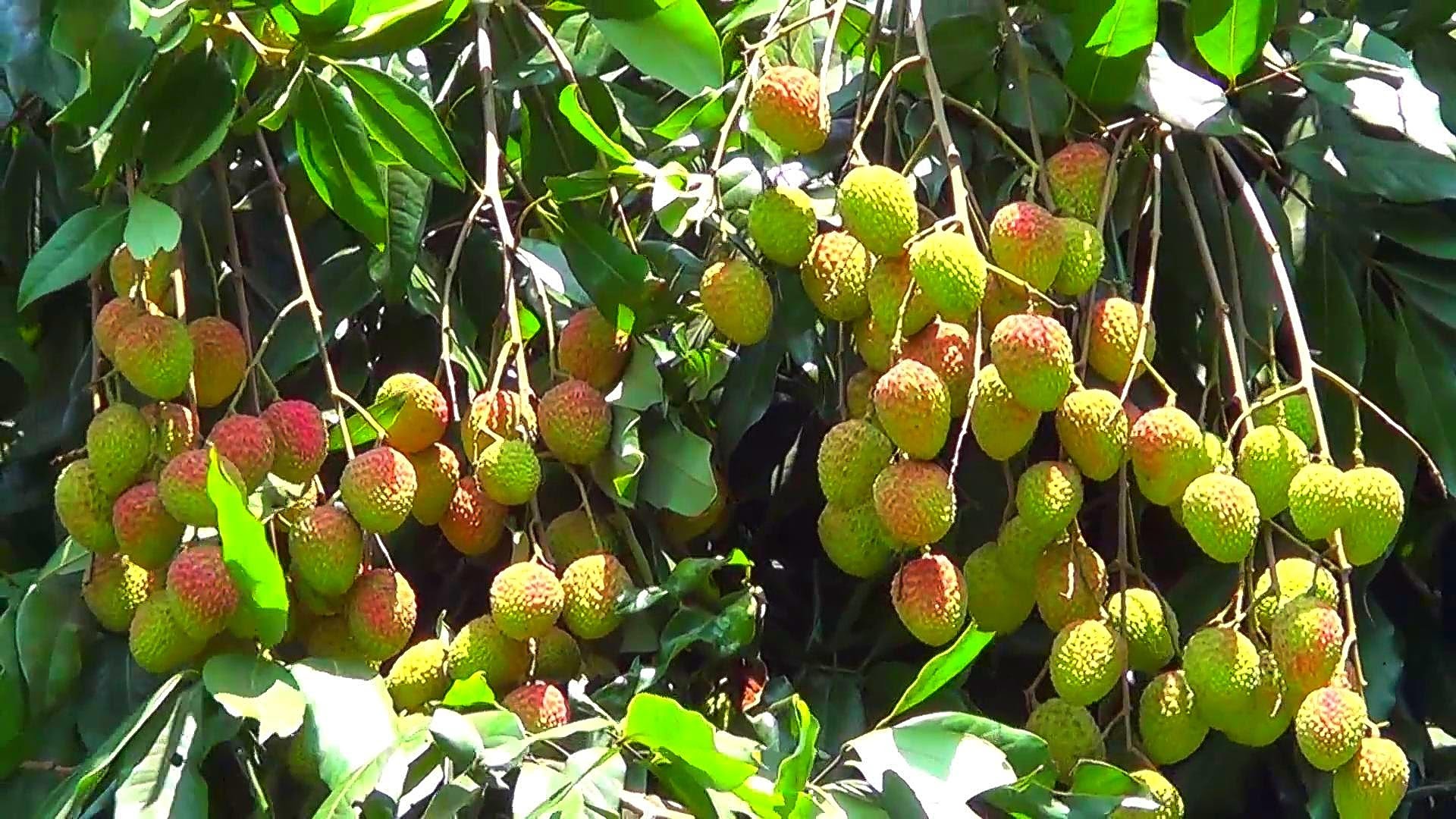 Most Popular Fruit In The World- Lychee / Litchi - YouTube