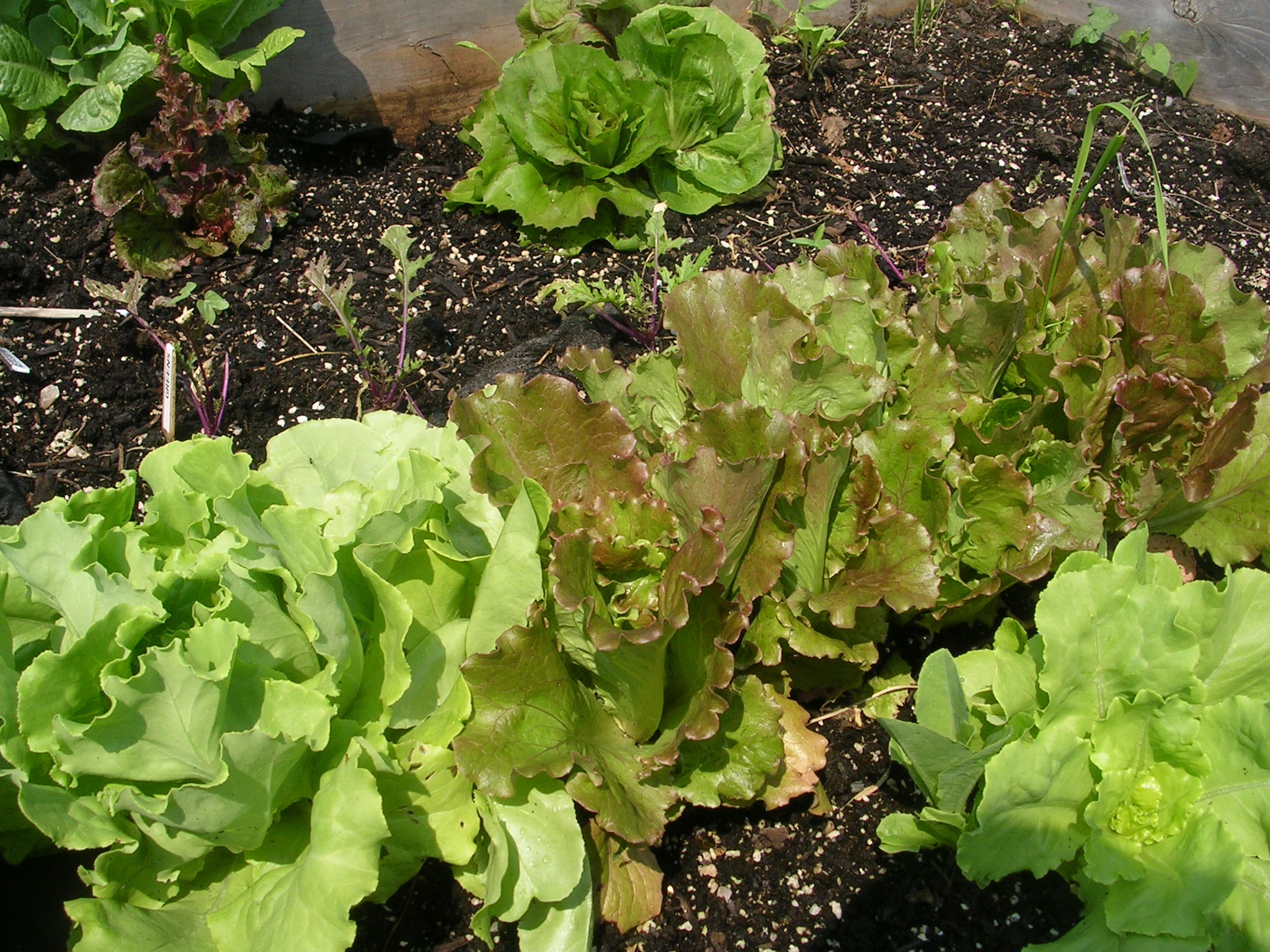 How to Grow Lettuce -Growing Lettuce -Garden Lettuce -Lettuce Plants