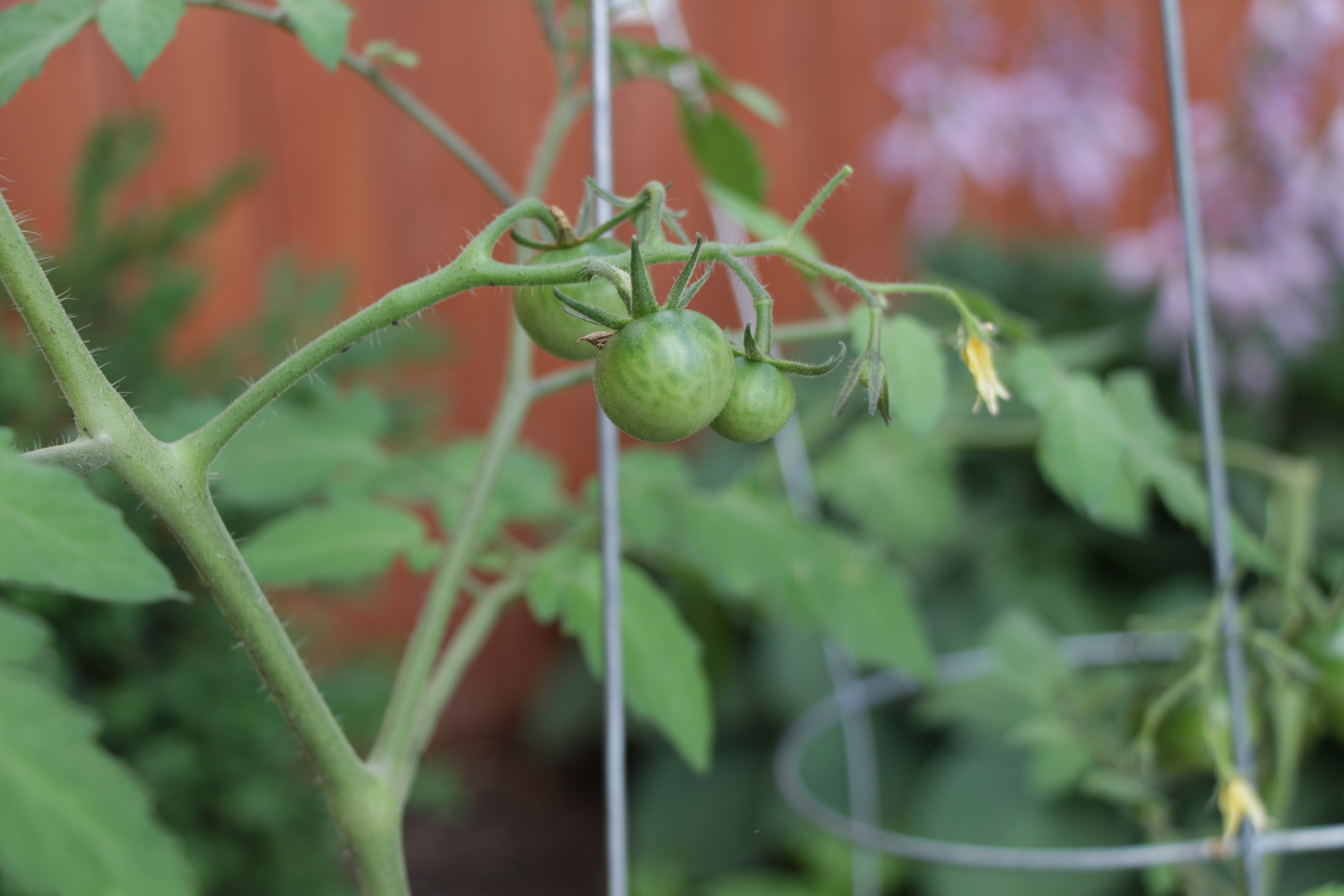 Pruning Tomatoes - Gardenerd