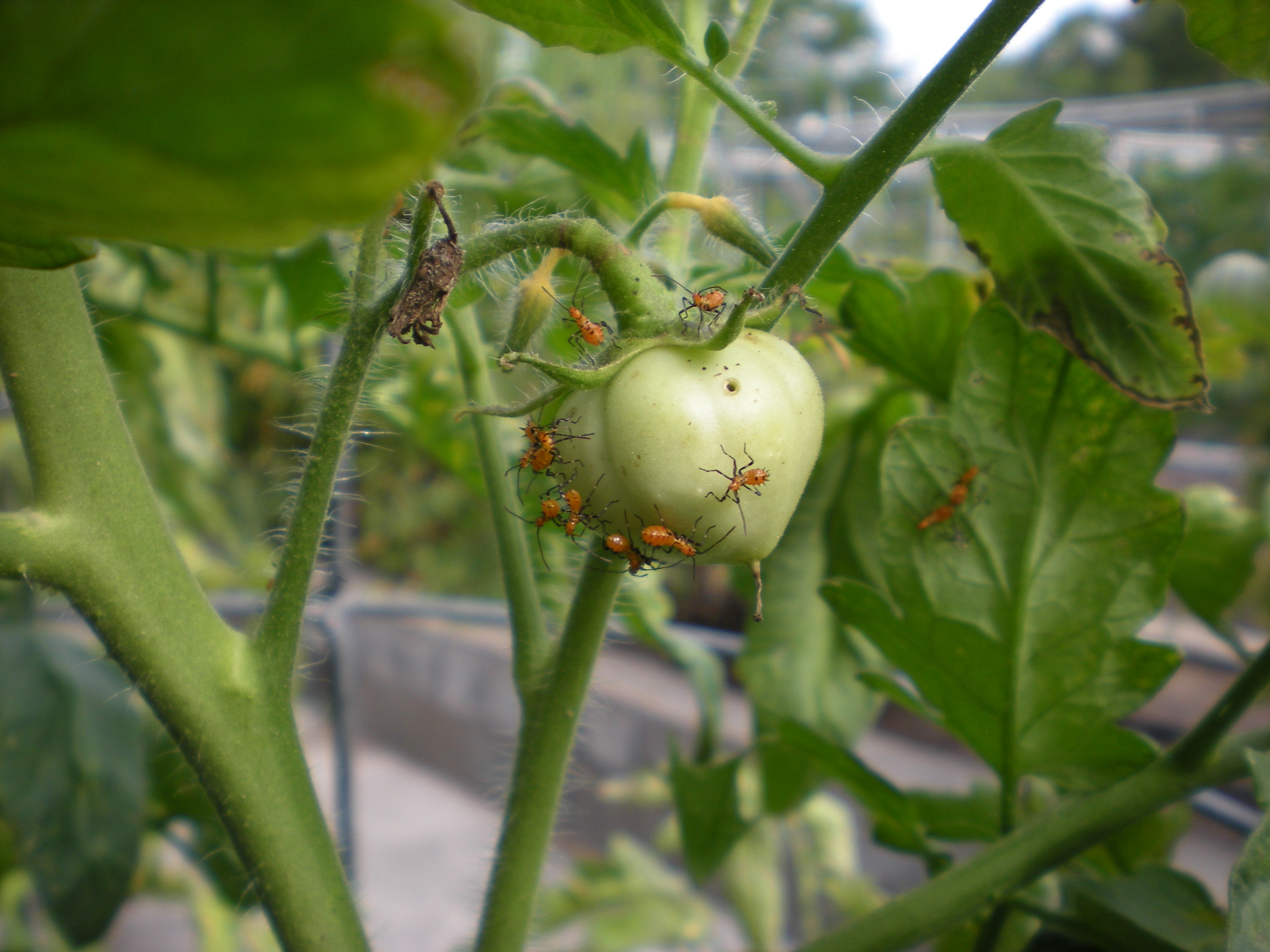 Finding Leaf-footed Bugs in Your Tomatoes? | Harris County ...