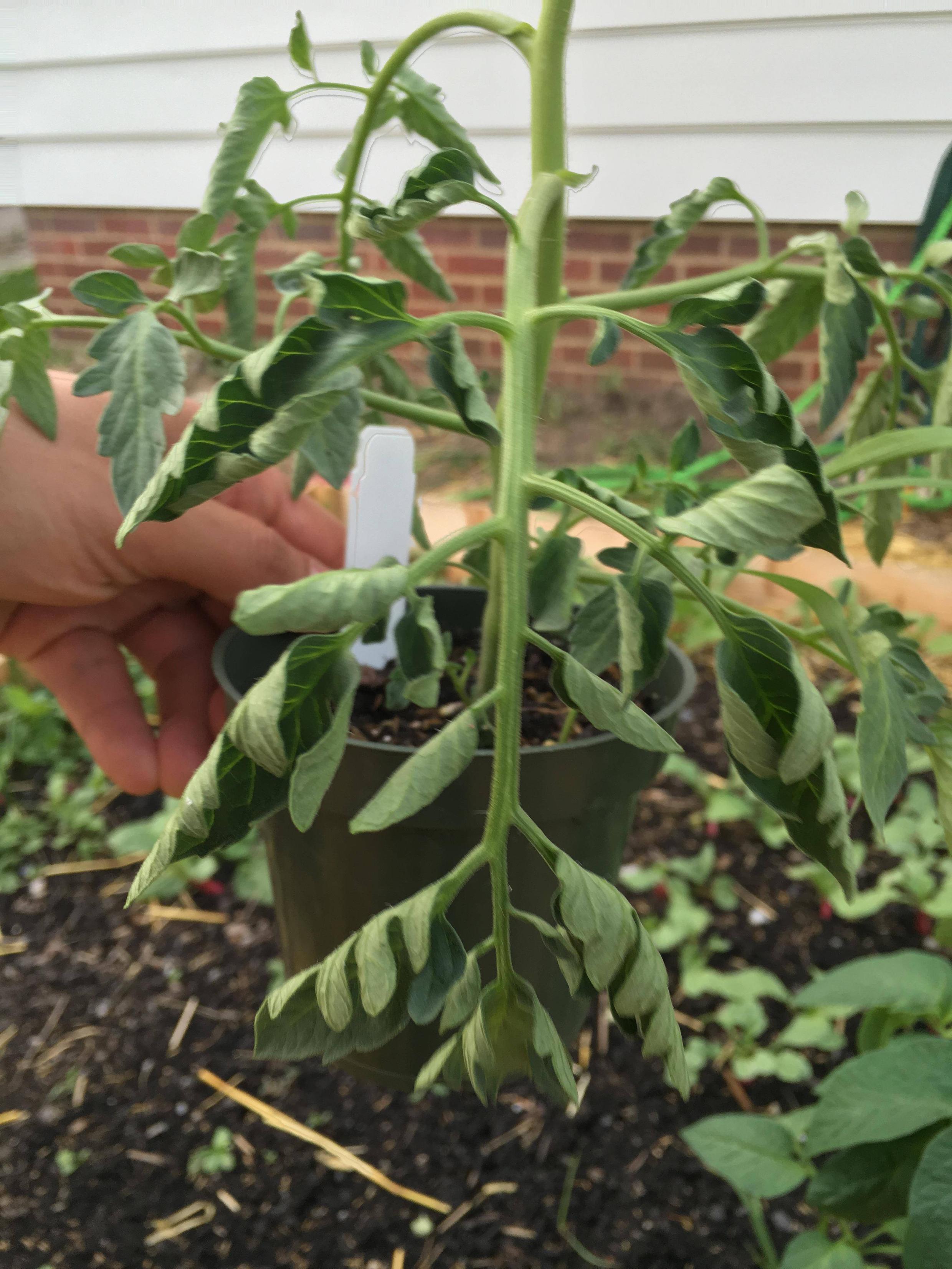 tomatoes - Why are my young tomato plant's leaves drooping and ...
