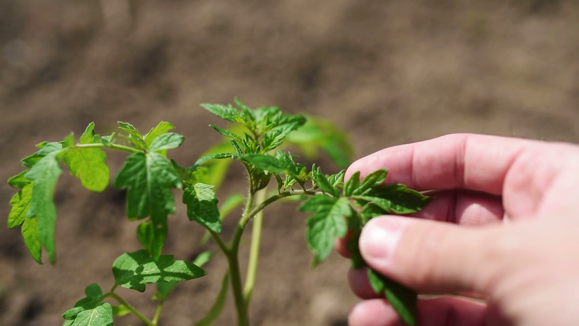 Farmer holding young tomato plant in vegetable garden, close up male ...
