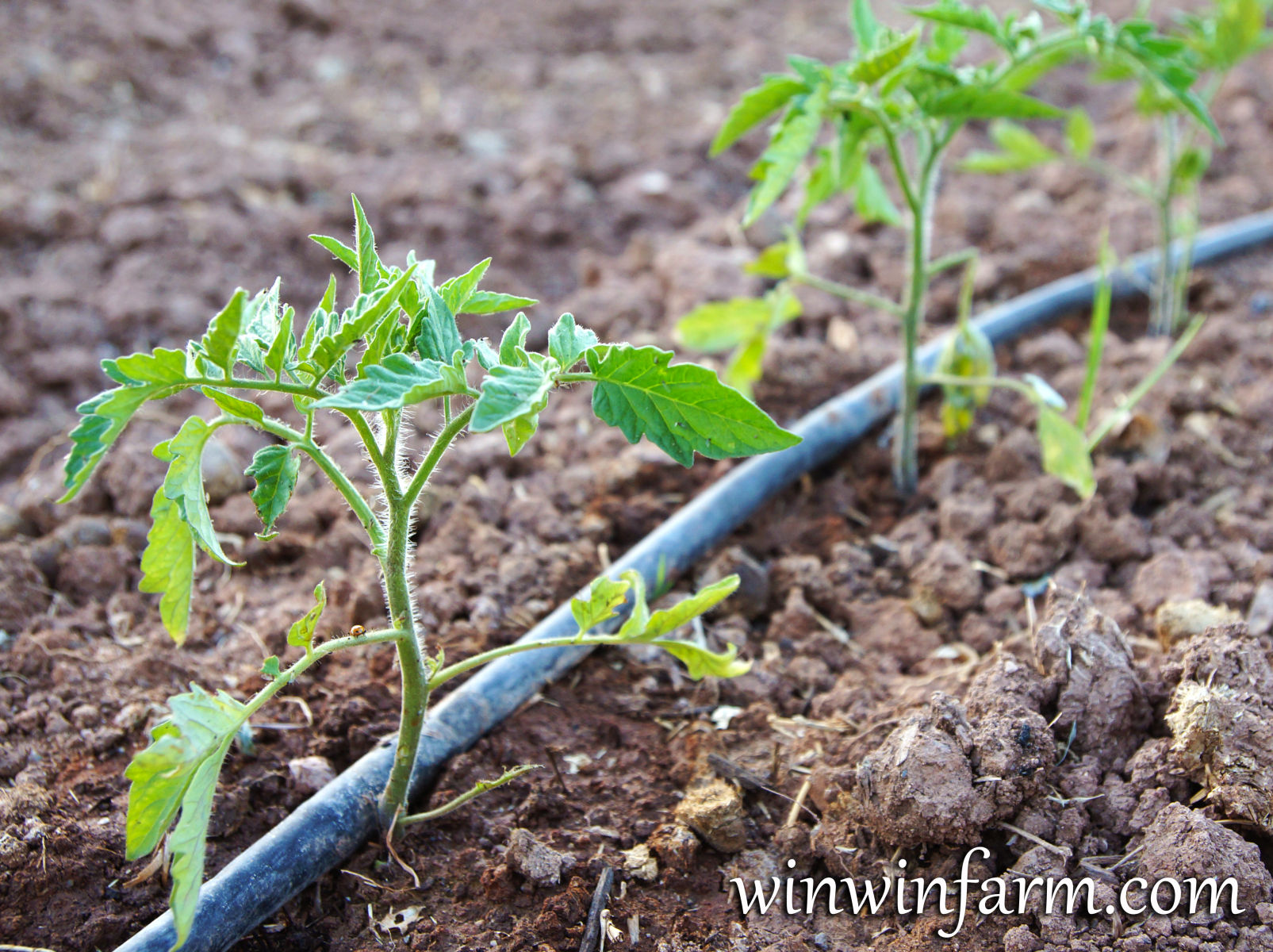 How to Grow Tasty Tomatoes - winwinfarm.com