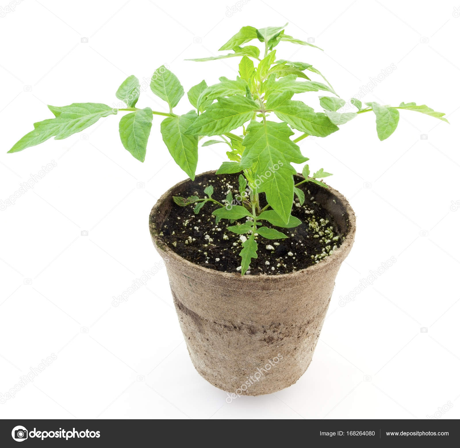 Young Potted Tomato Plant — Stock Photo © ErrantPixels #168264080