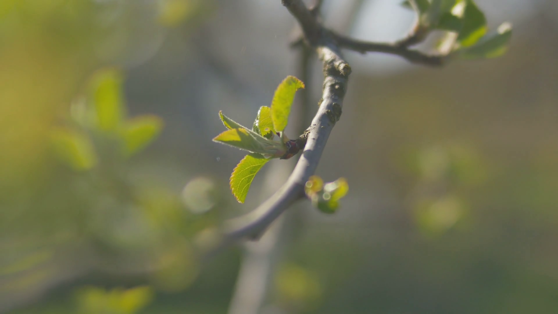 Young fresh spring leaves trembling on the wind. Thin tree branch ...