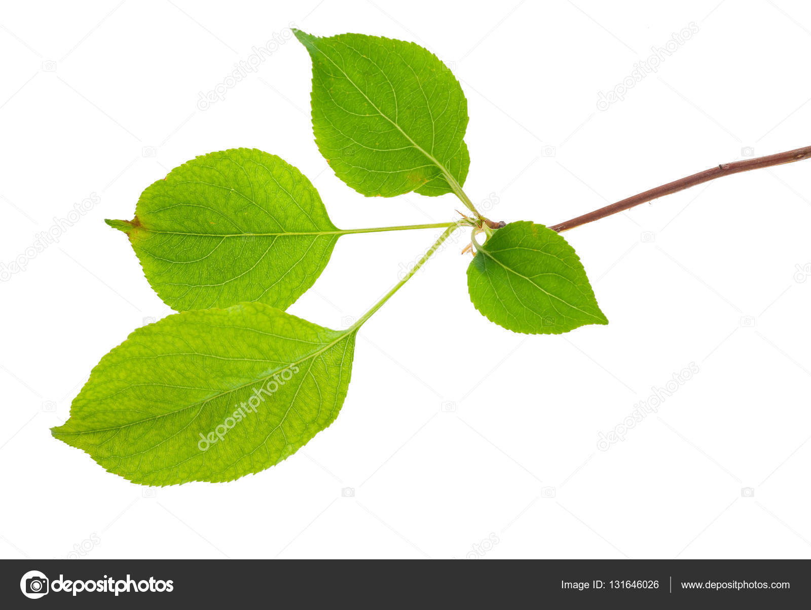 Young apple tree branch — Stock Photo © Alexan66 #131646026