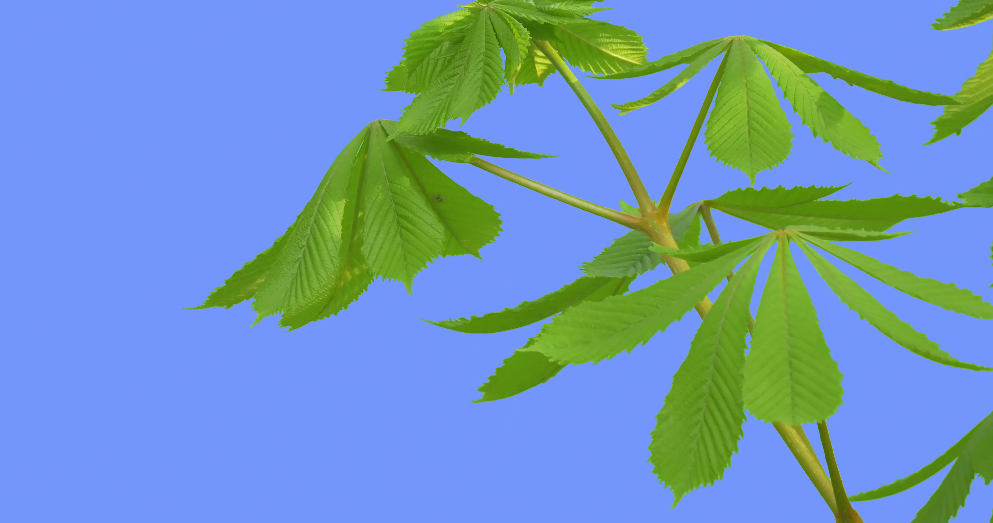 Chestnut Tree Stalk Young Leaves Castanea Green Fresh Leaves Are ...