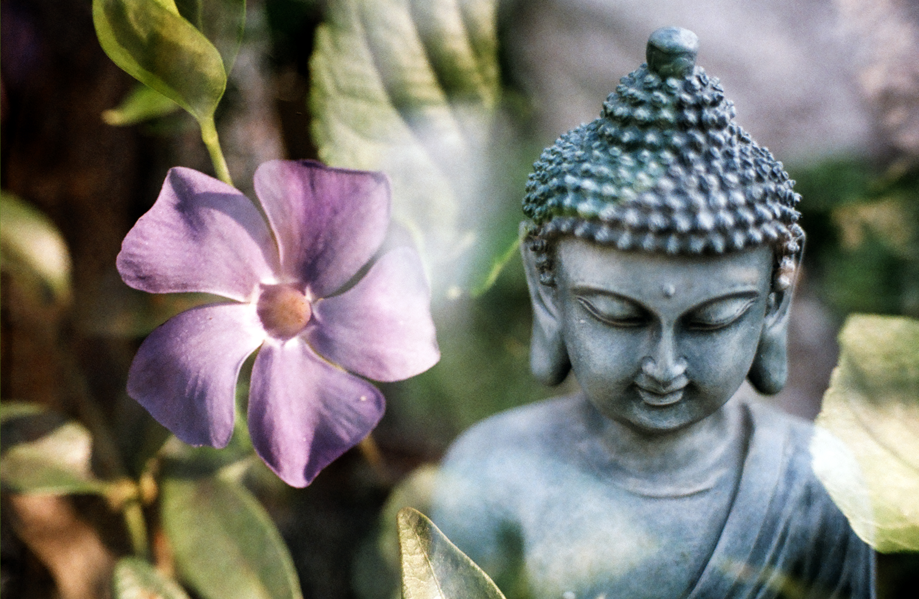 Your form is still here, but inside: Nobody, Buddha, Calm, Flower, Meditate, HQ Photo