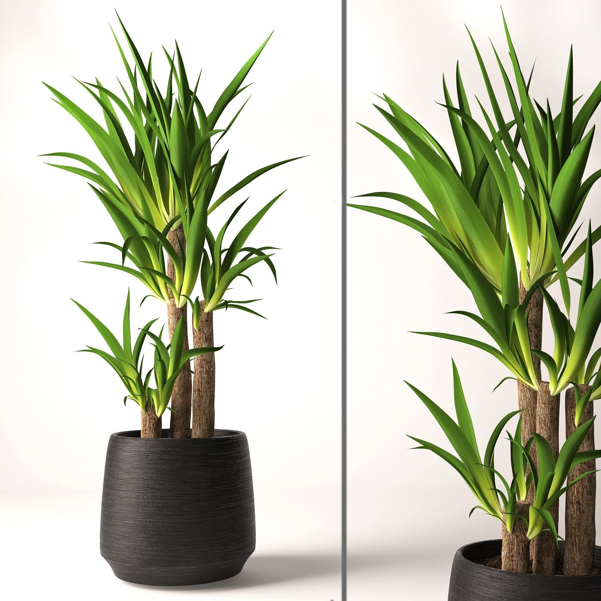 Yucca plant 3D | CGTrader
