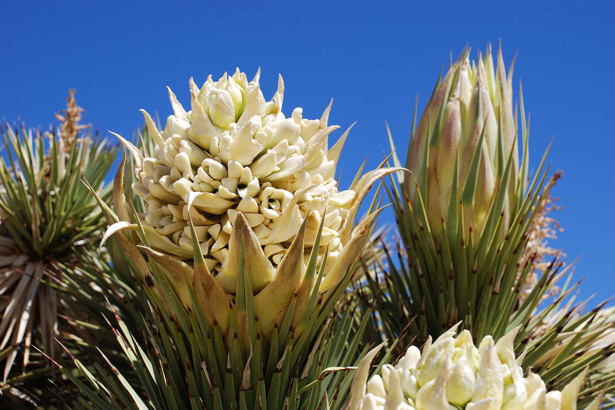 Yucca Poisoning in Dogs - Symptoms, Causes, Diagnosis, Treatment ...