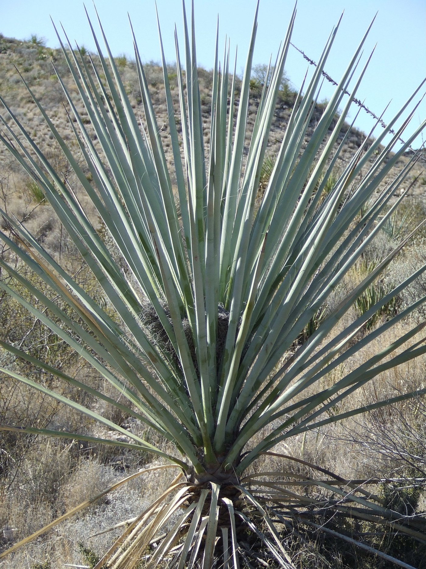YU011: Yucca torreyi 'Torrey's Tree Yucca' – COLDHARDYCACTUS