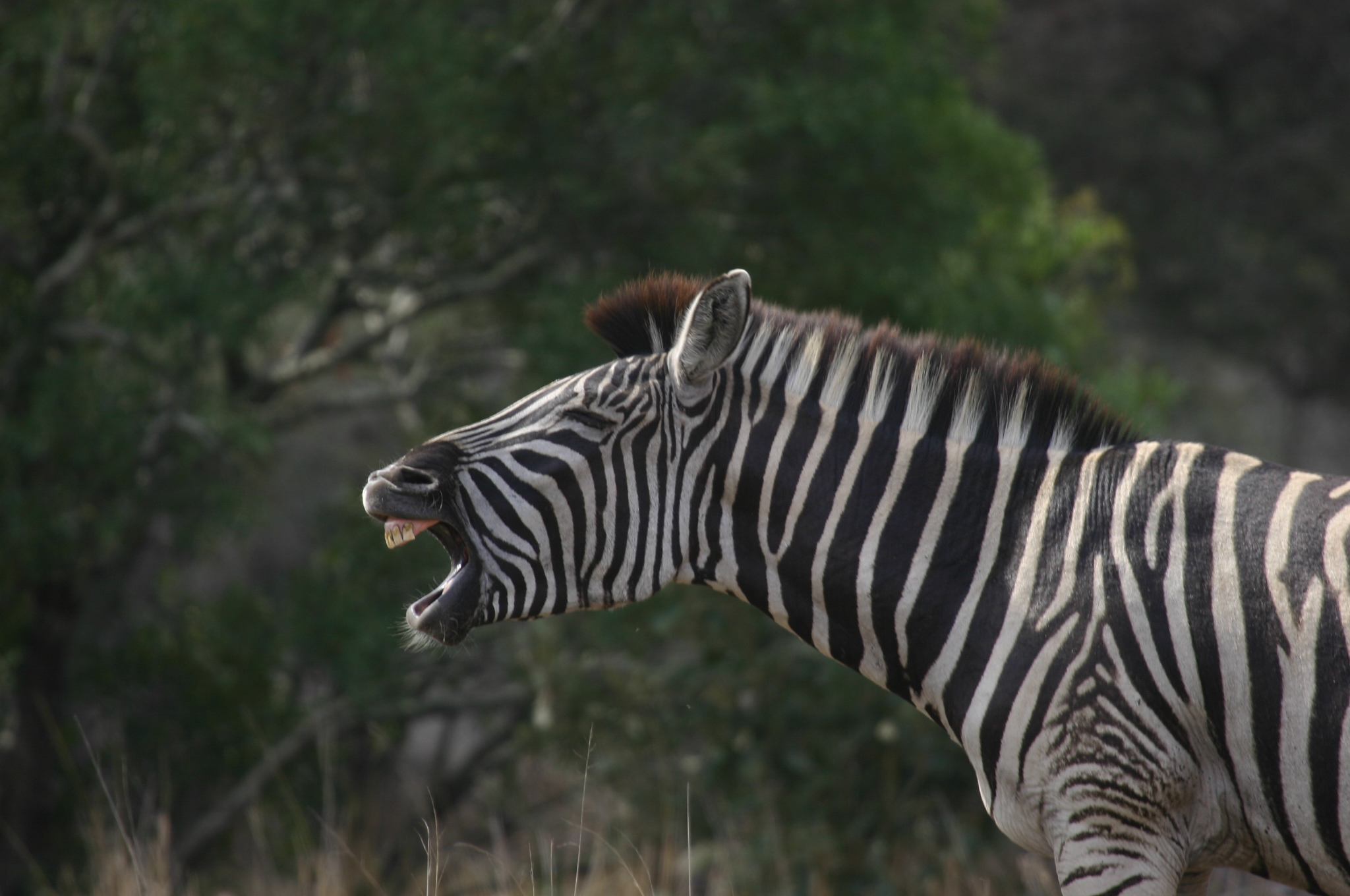 Free photo: Zebra - Animal, Head, Horse - Free Download - Jooinn