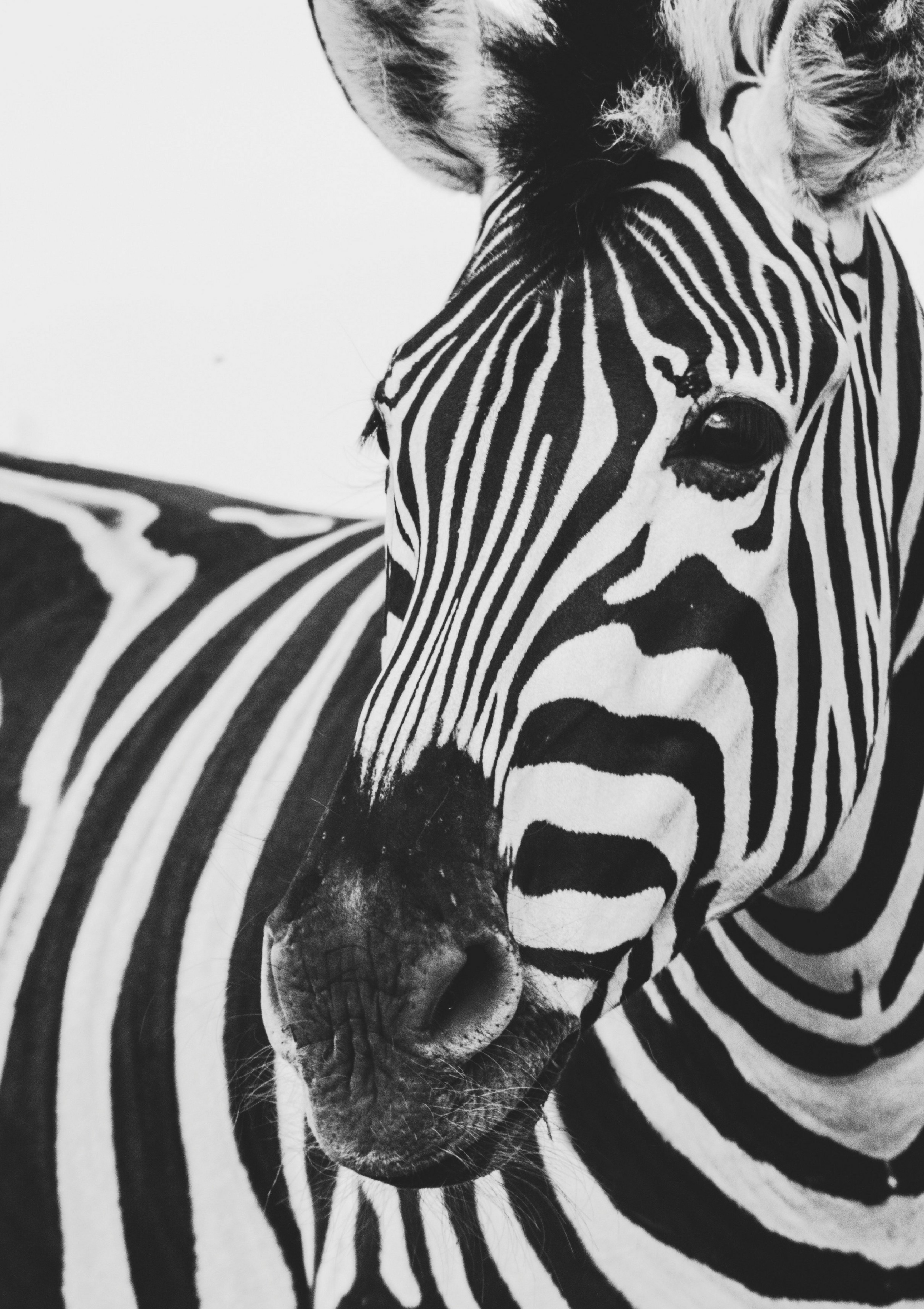Zebra close-up photos found on the web.