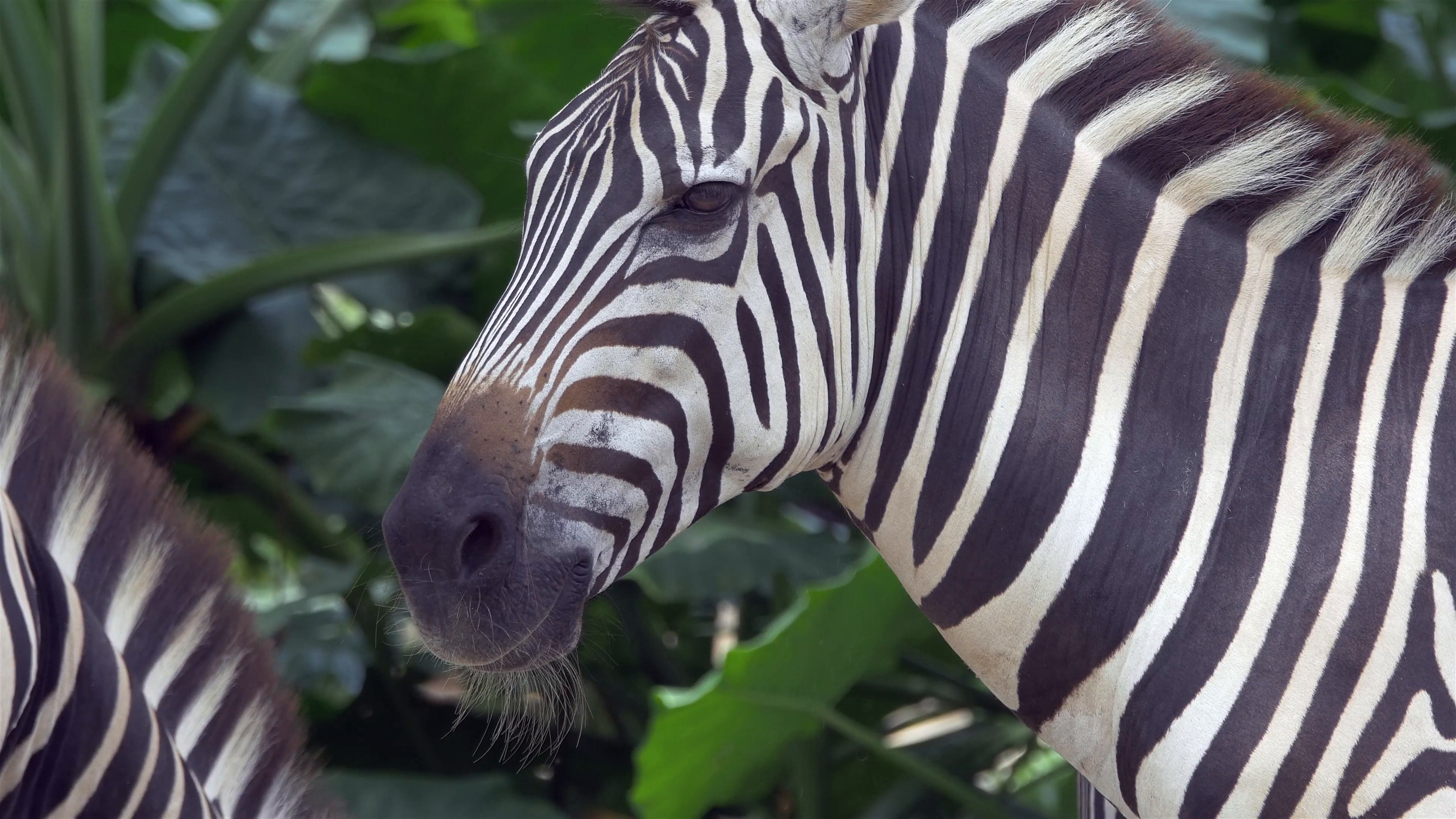Zebra. Closeup of head and neck. Stock Video Footage - VideoBlocks