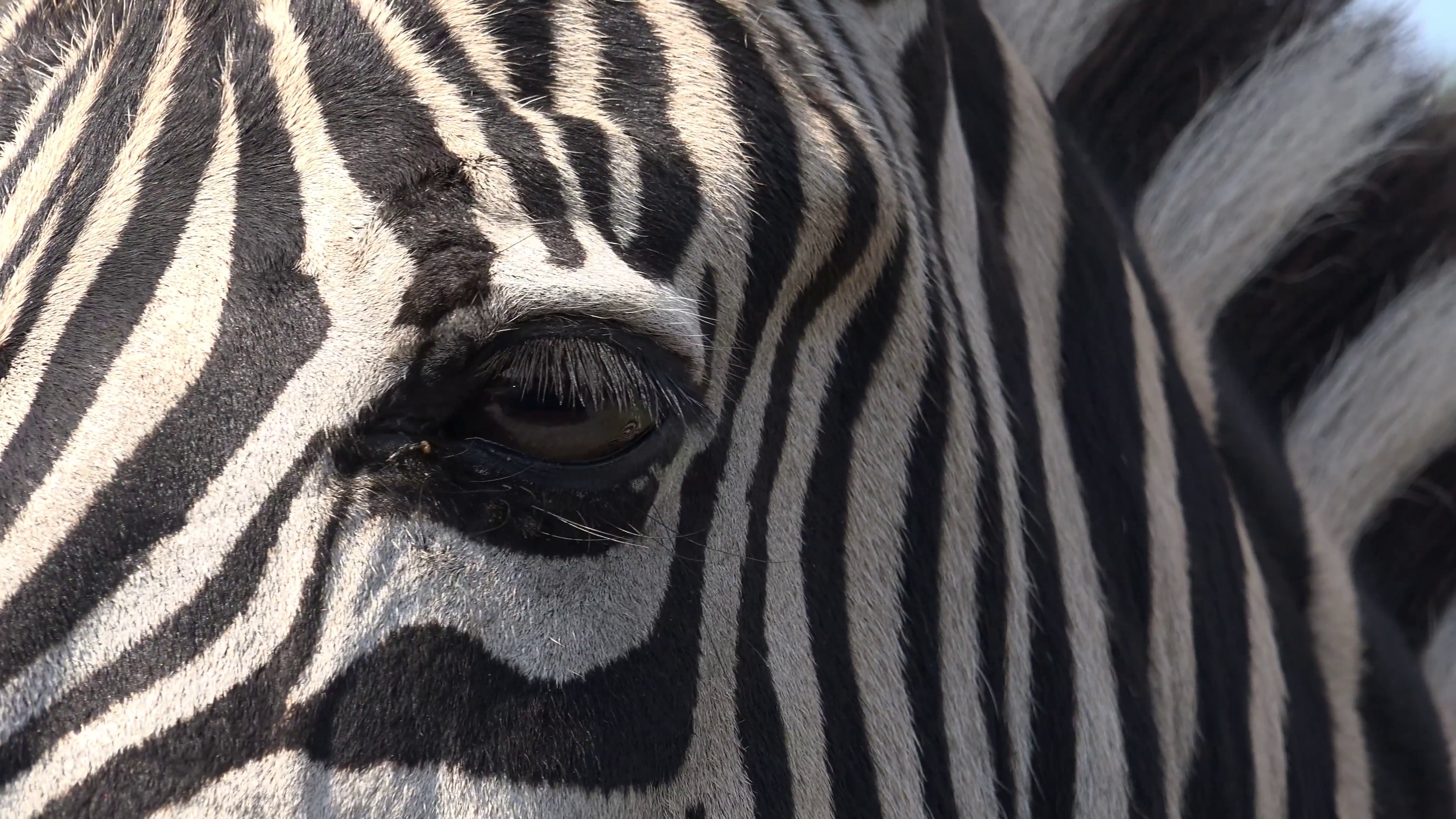 Zebra portrait shot very close up fascial expression Stock Video ...