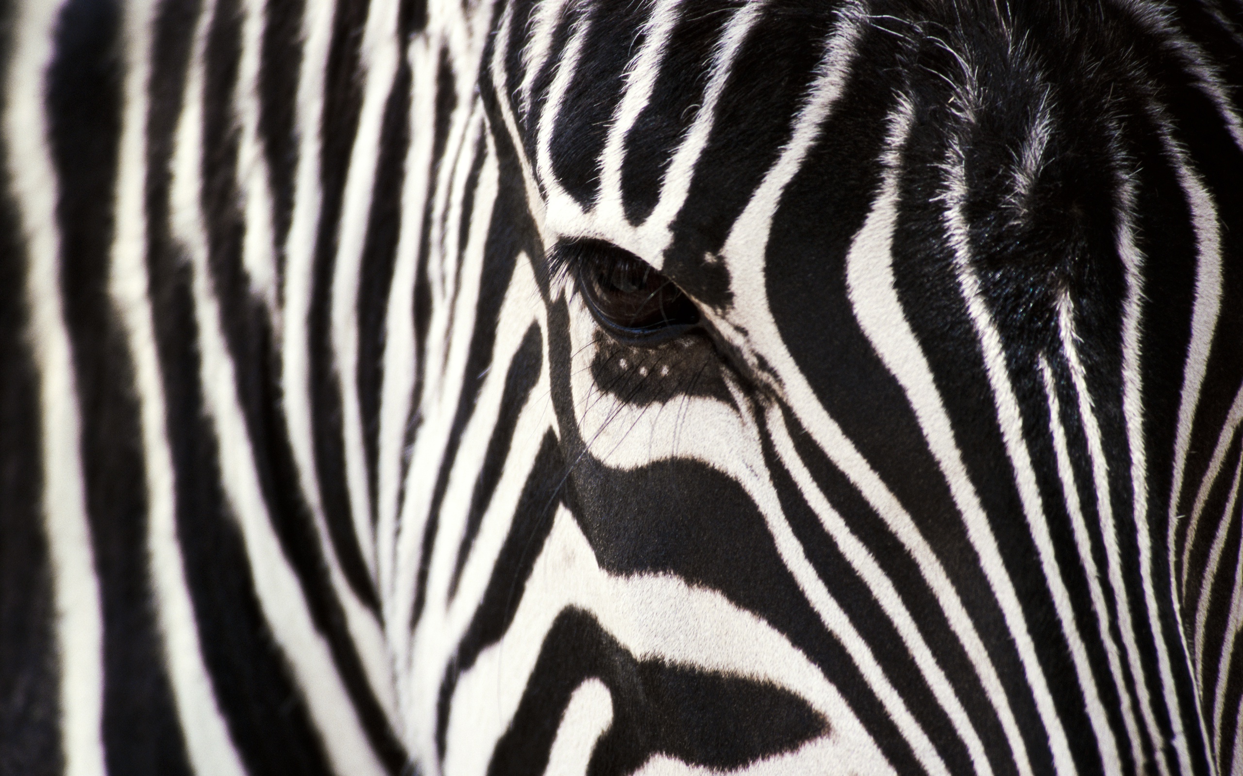Zebra Close-Up wallpaper | 2560x1600 | #14648
