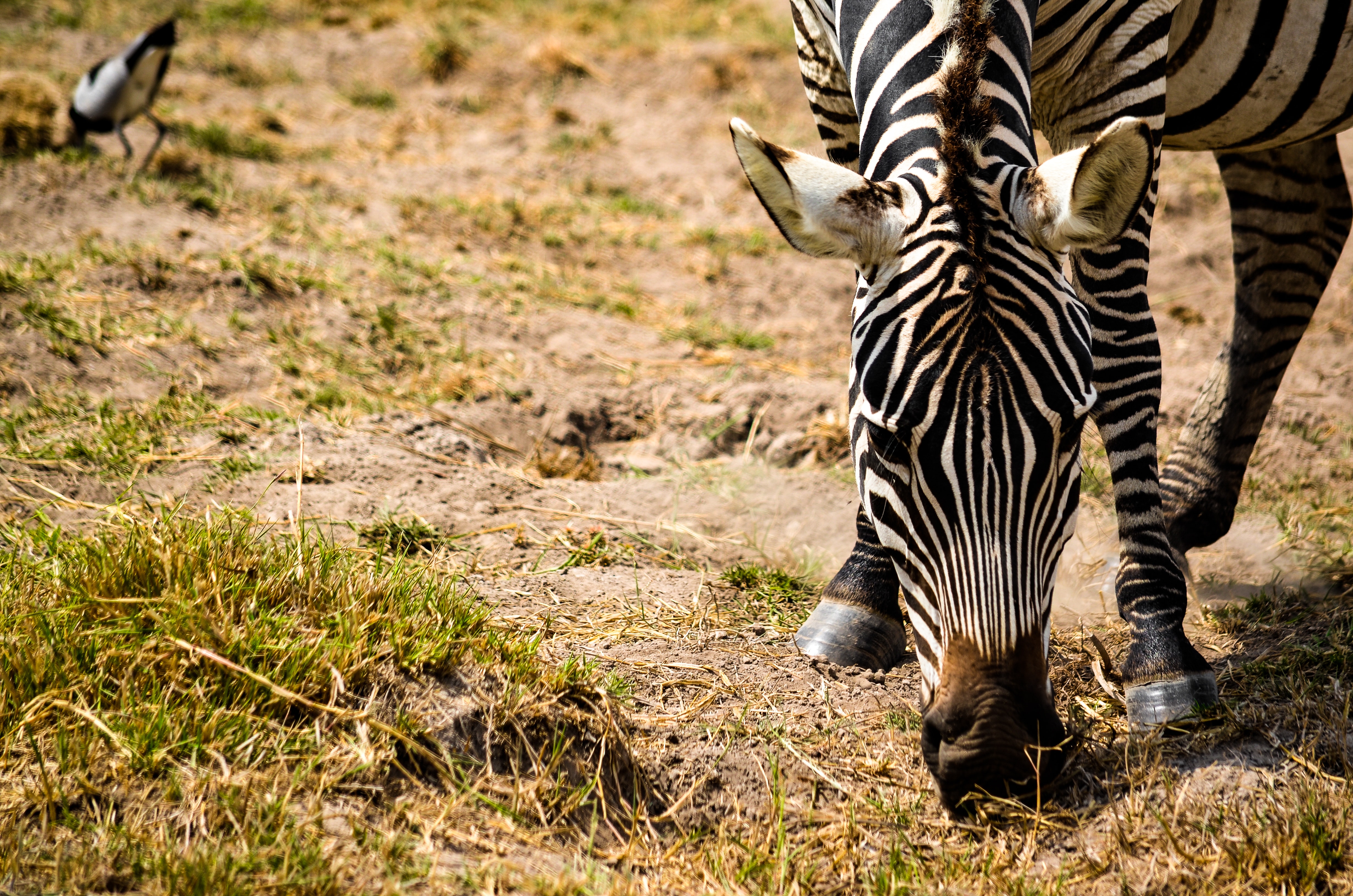 Zebra eating grass selective focus photography