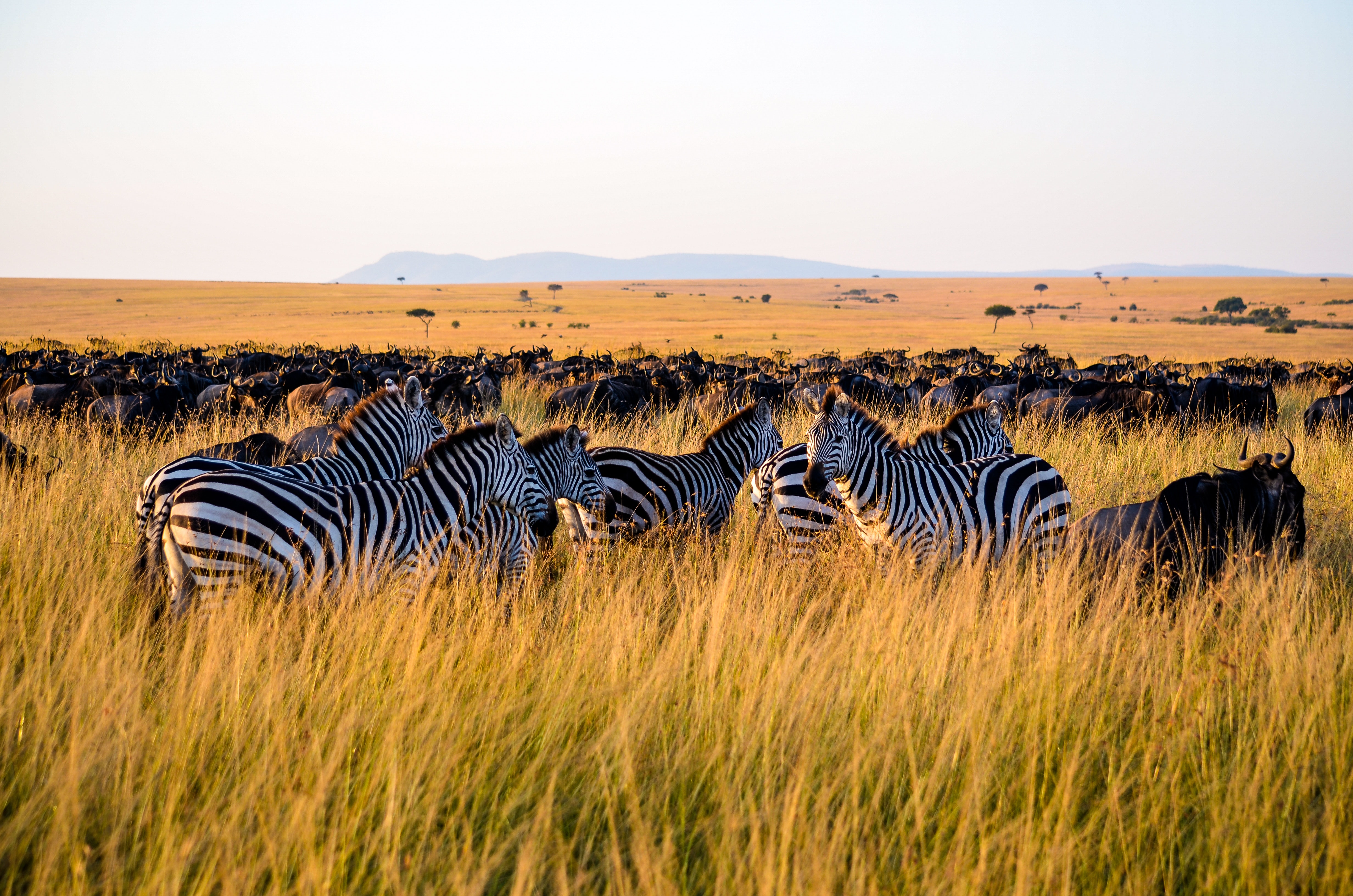 Free Photo Zebra Eating Grass Africa Summer Plain Free Download 