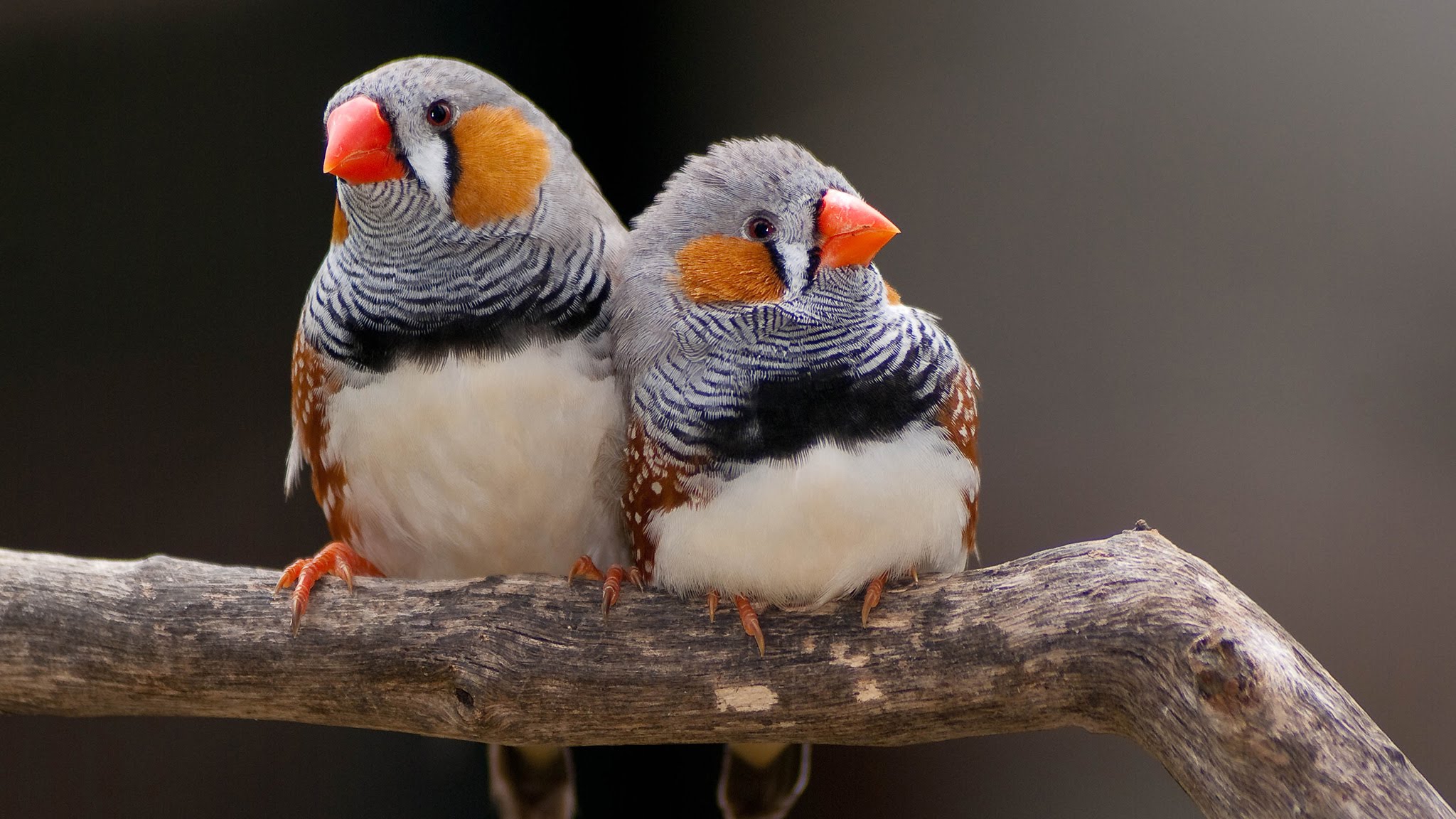 Australian Finches Life | Live Long Birdy - YouTube