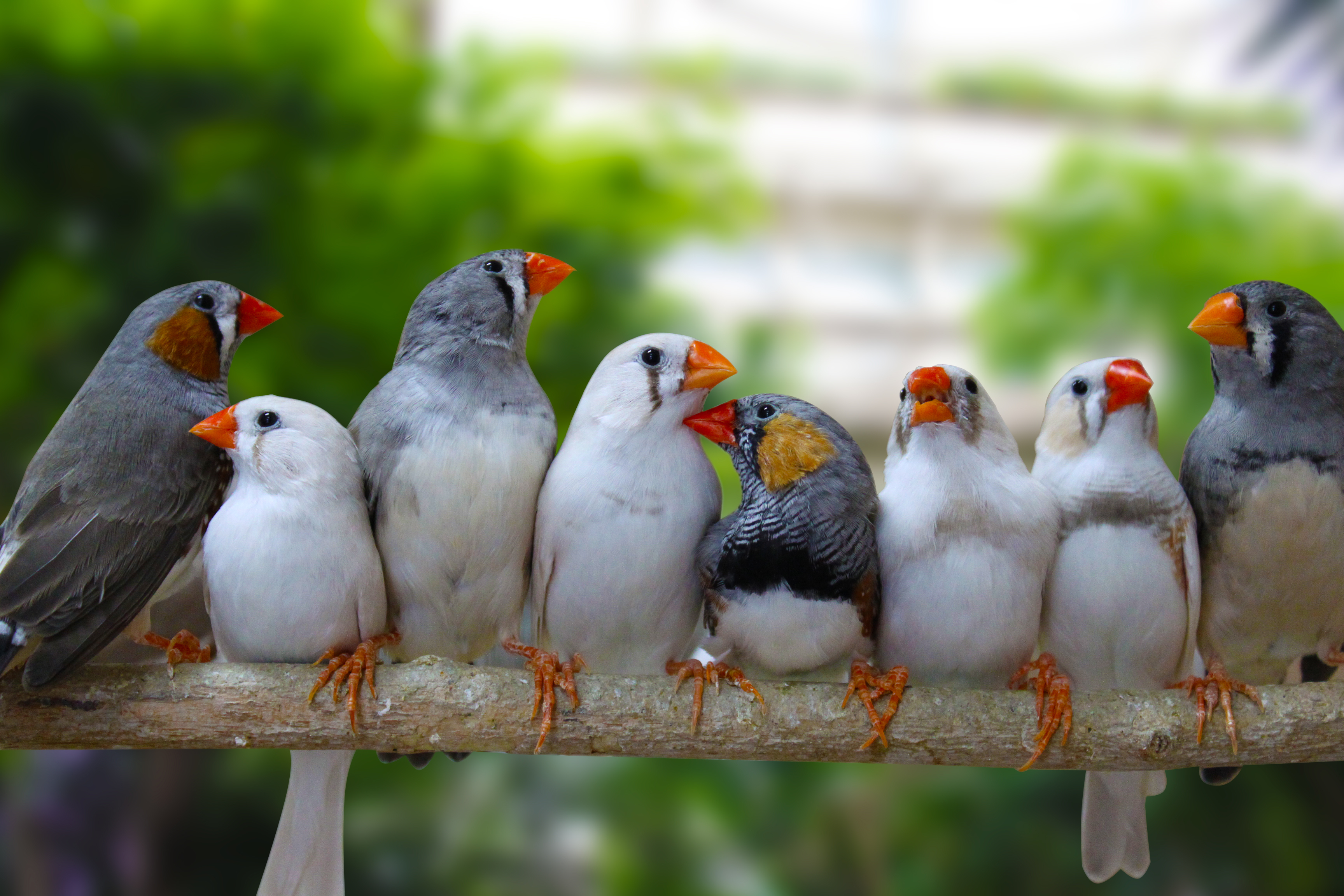 Journal Club: Older zebra finch fathers produce young with shorter ...