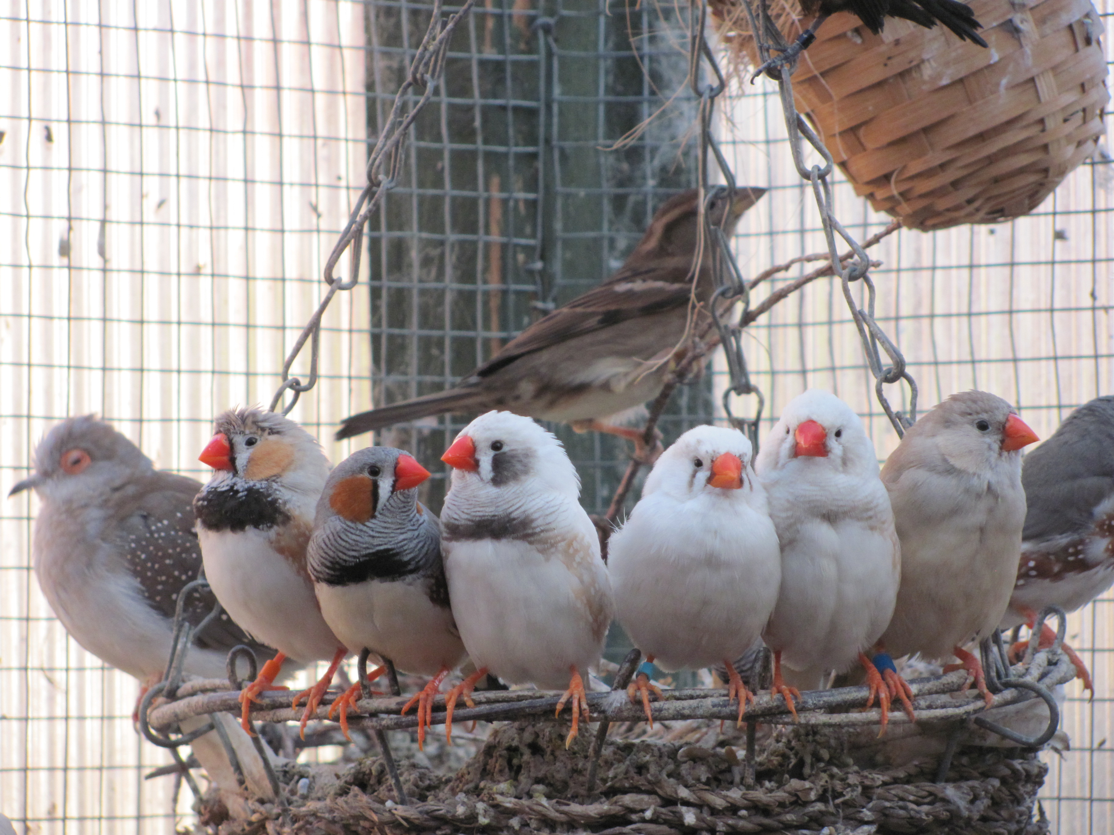 How to Keep a Zebra Finch - The Finch Weekly