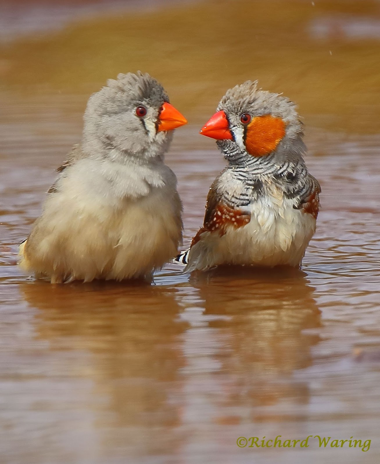 Richard Waring's Birds of Australia: A (loving?) couple of Zebra Finches