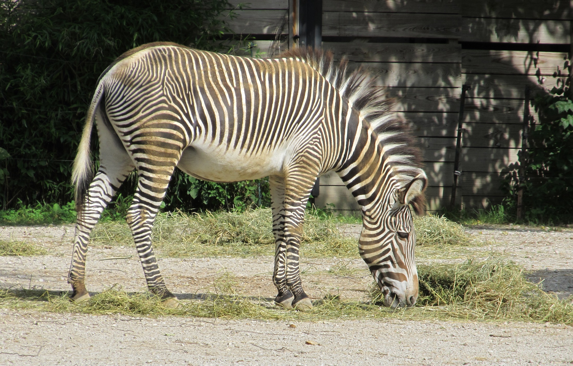 Zebra in the zoo photo