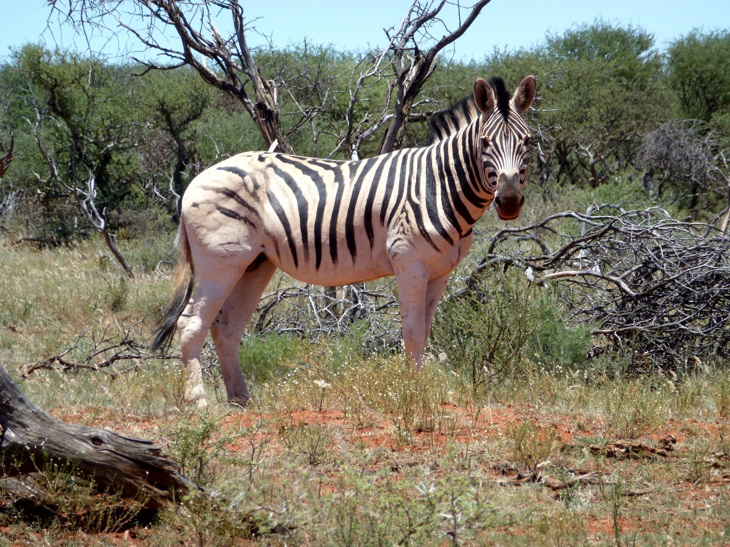 Zebra near log and bushes photo