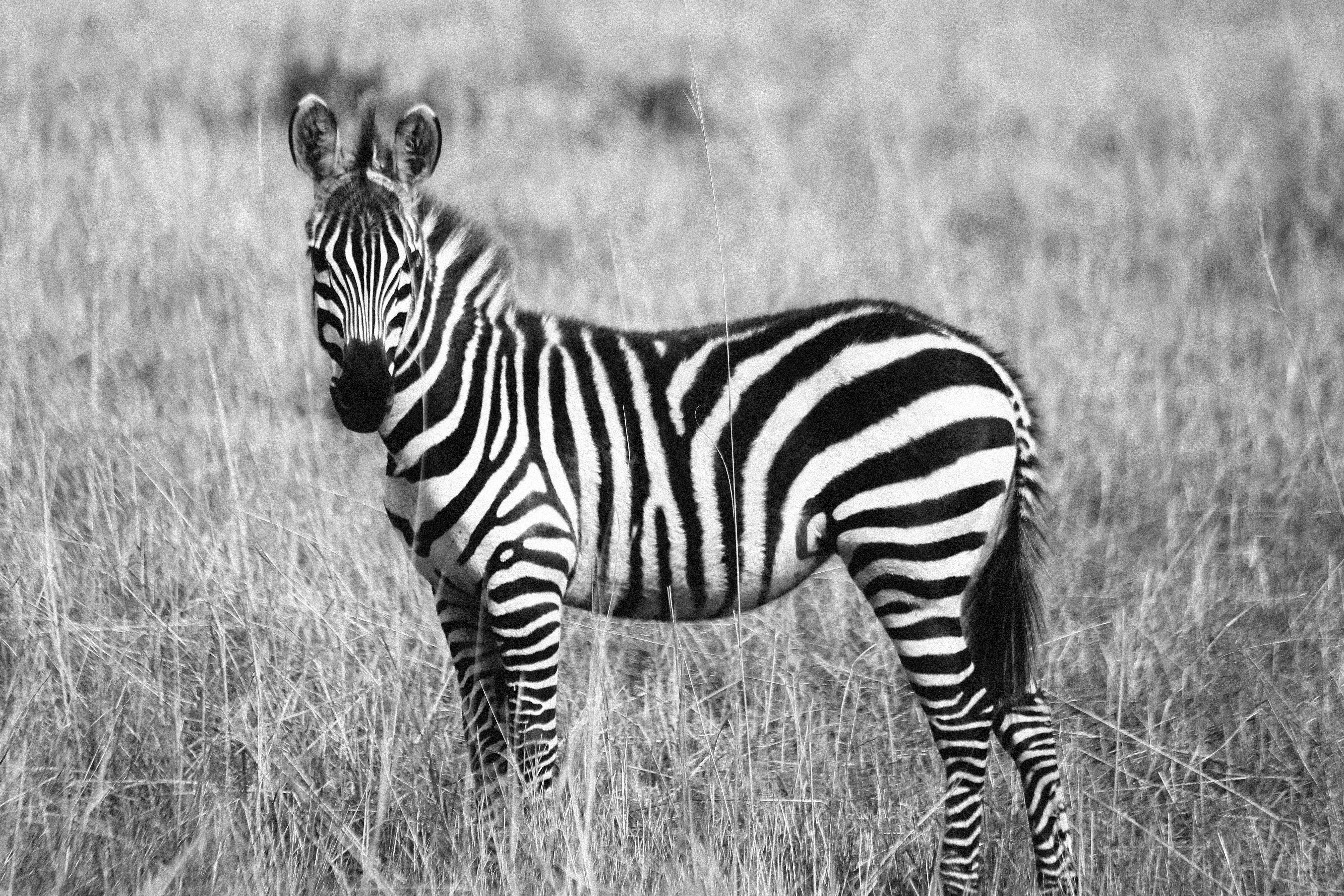 Zebra on Grassland Grayscale Photography, Africa, Wildlife, Wild, Travel, HQ Photo
