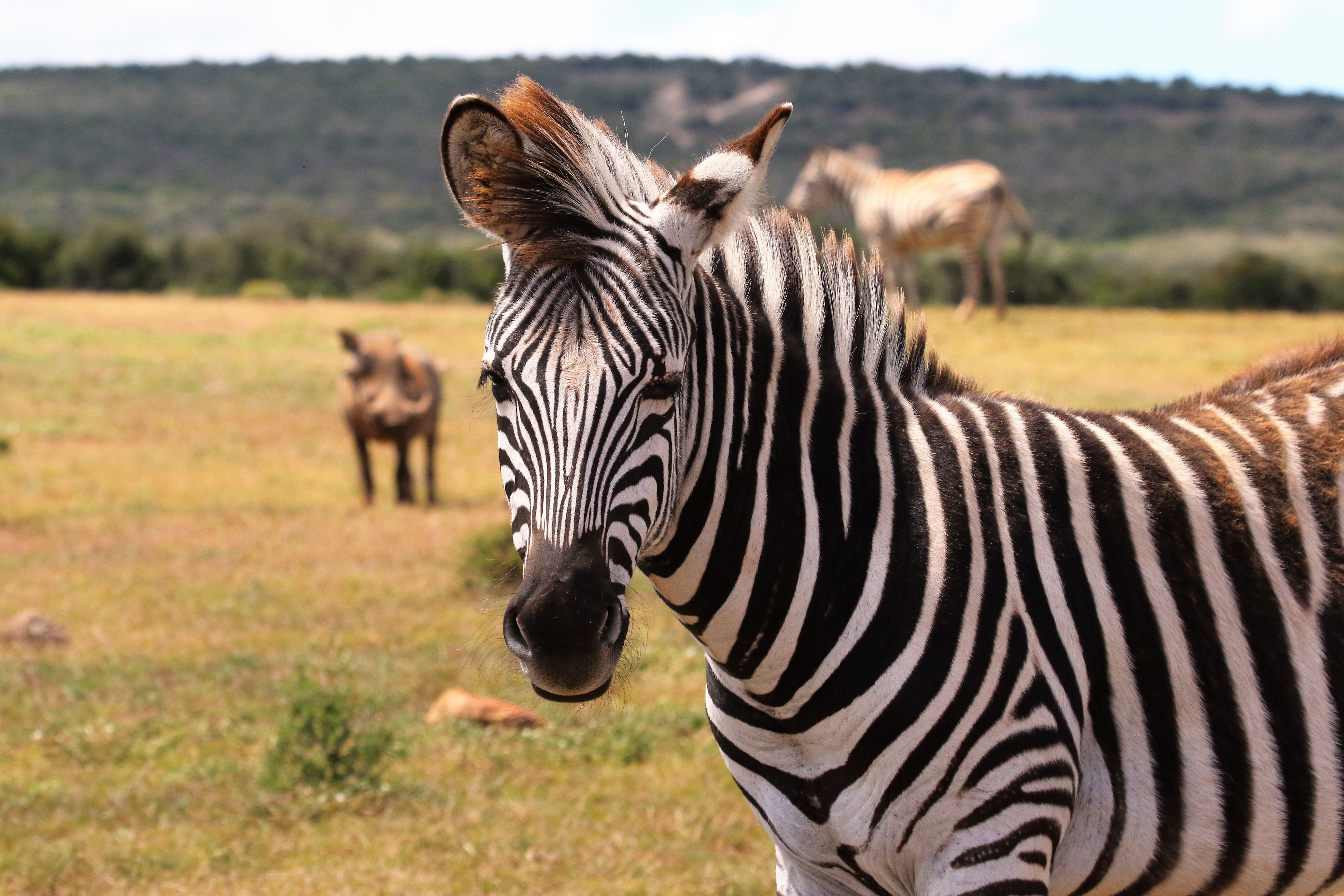 Zebra on Green Grass Field, Africa, Wildlife, Wild animal, Wild, HQ Photo