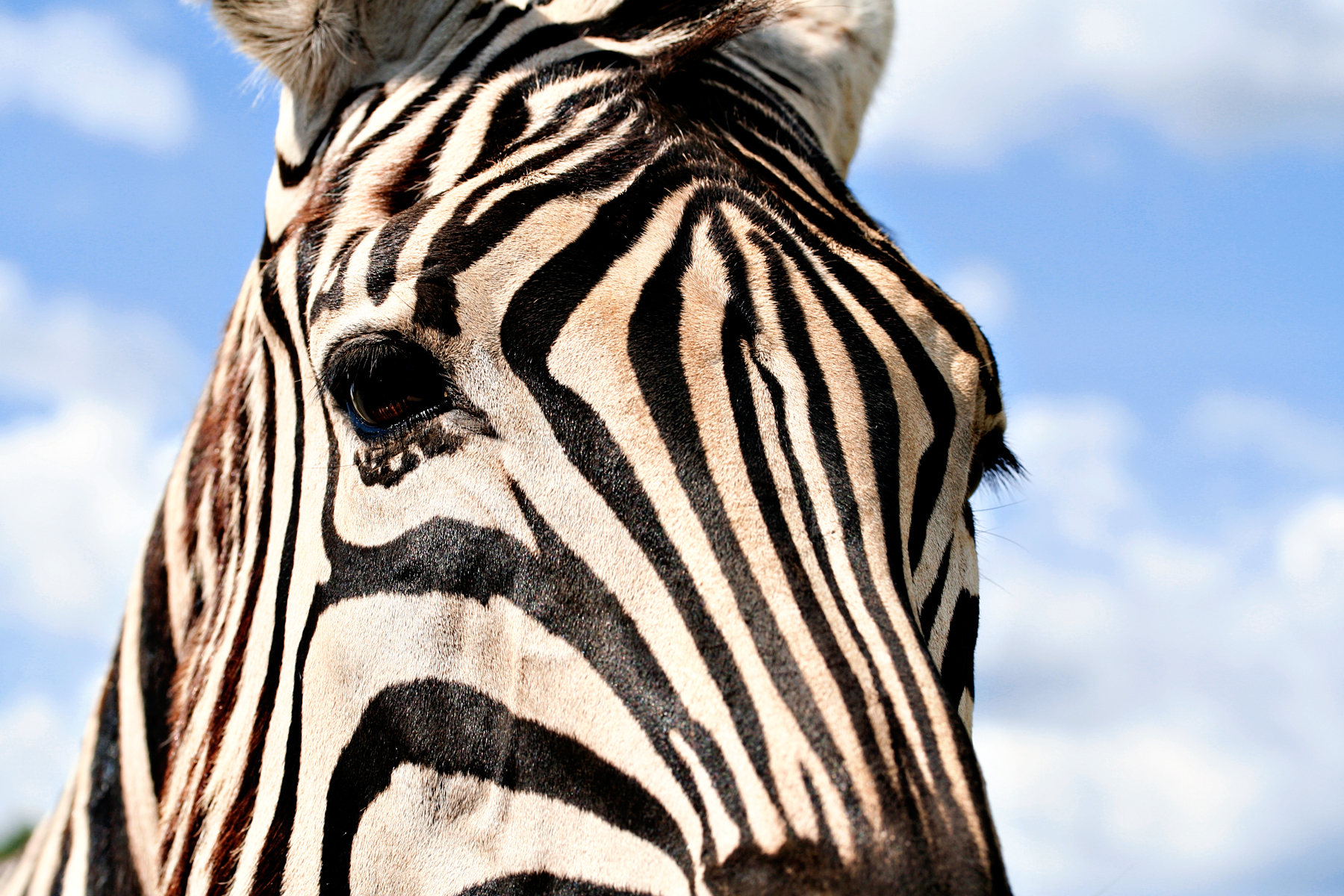 Zebra profile photo