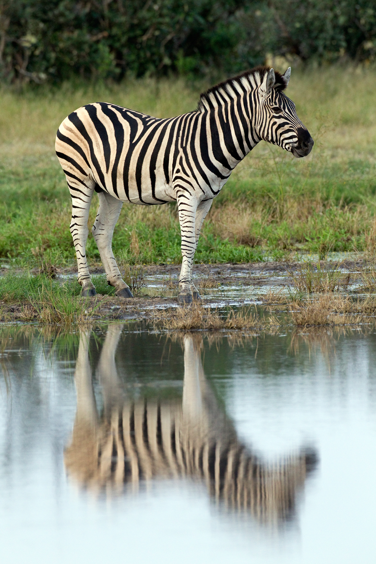Zebra-reflection – Chris Hill Wildlife Photography