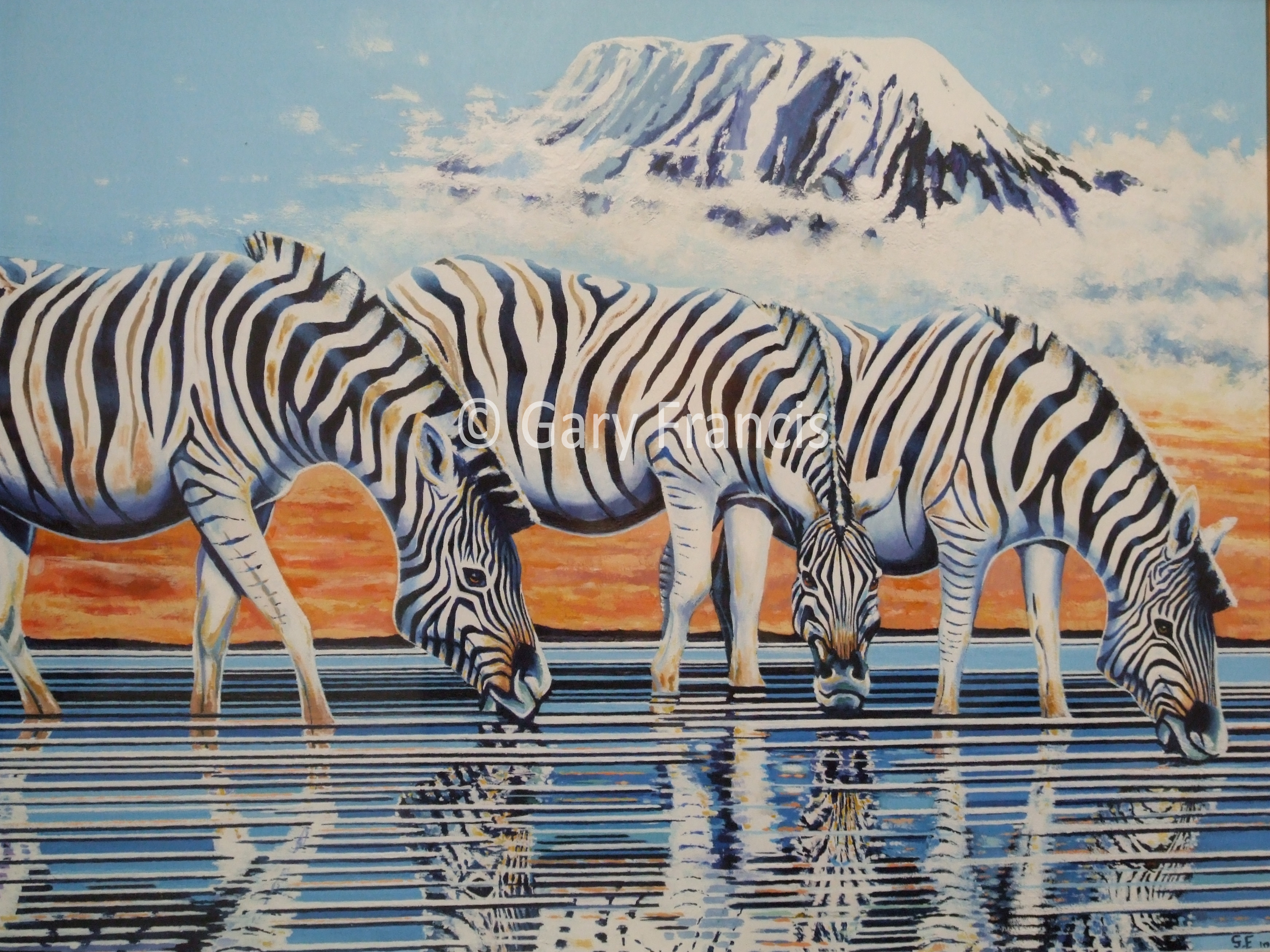 Zebra Reflection