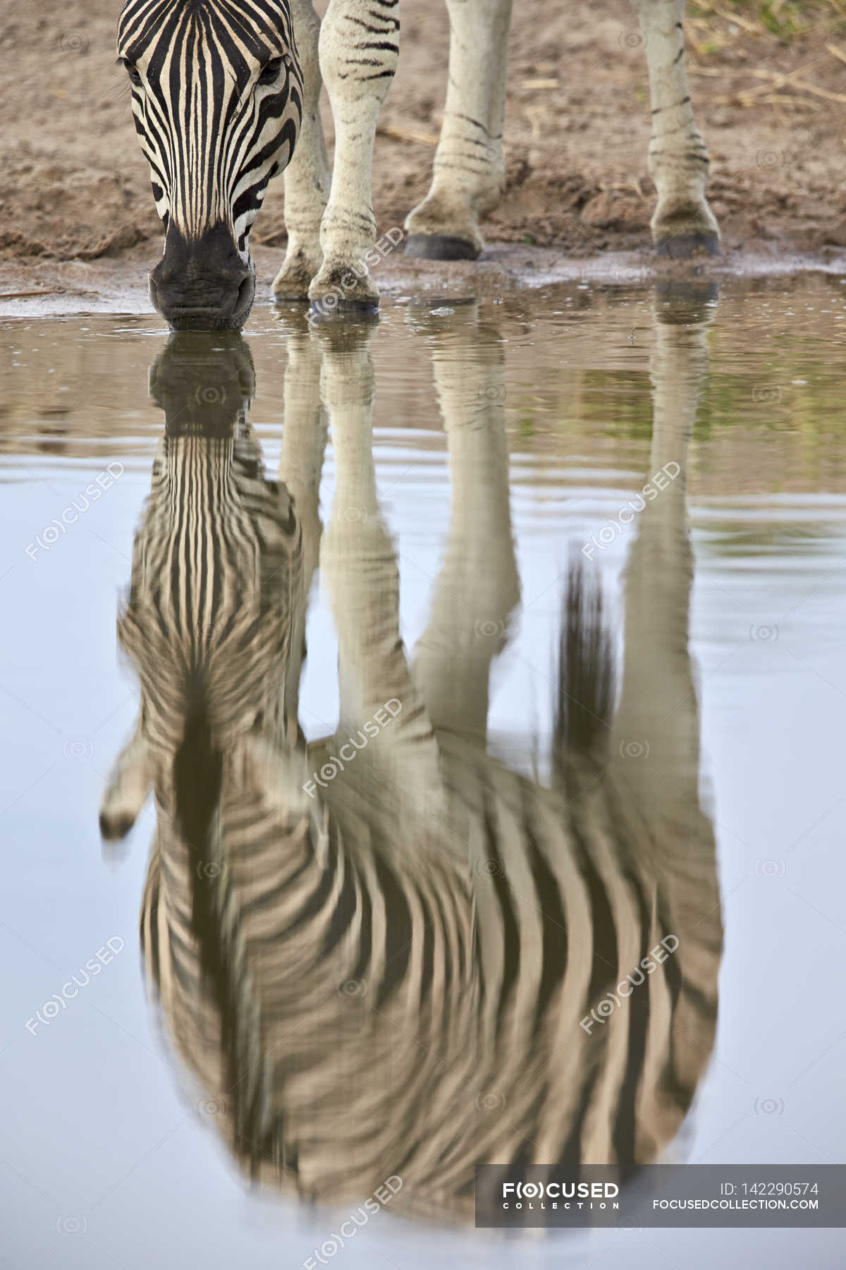 Common zebra reflection in water surface — Stock Photo | #142290574