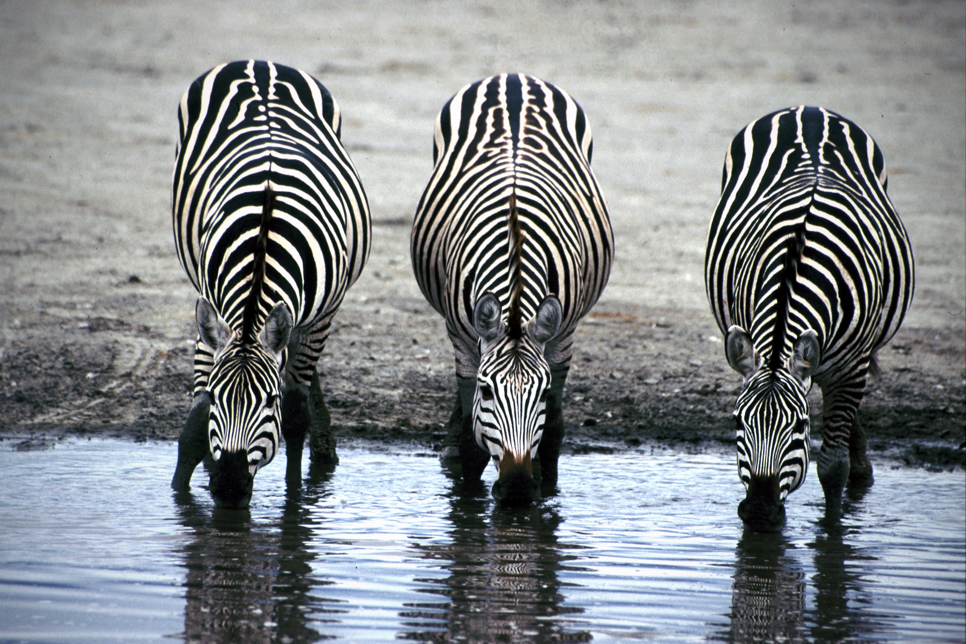 How the zebra got its stripes | British Science Festival