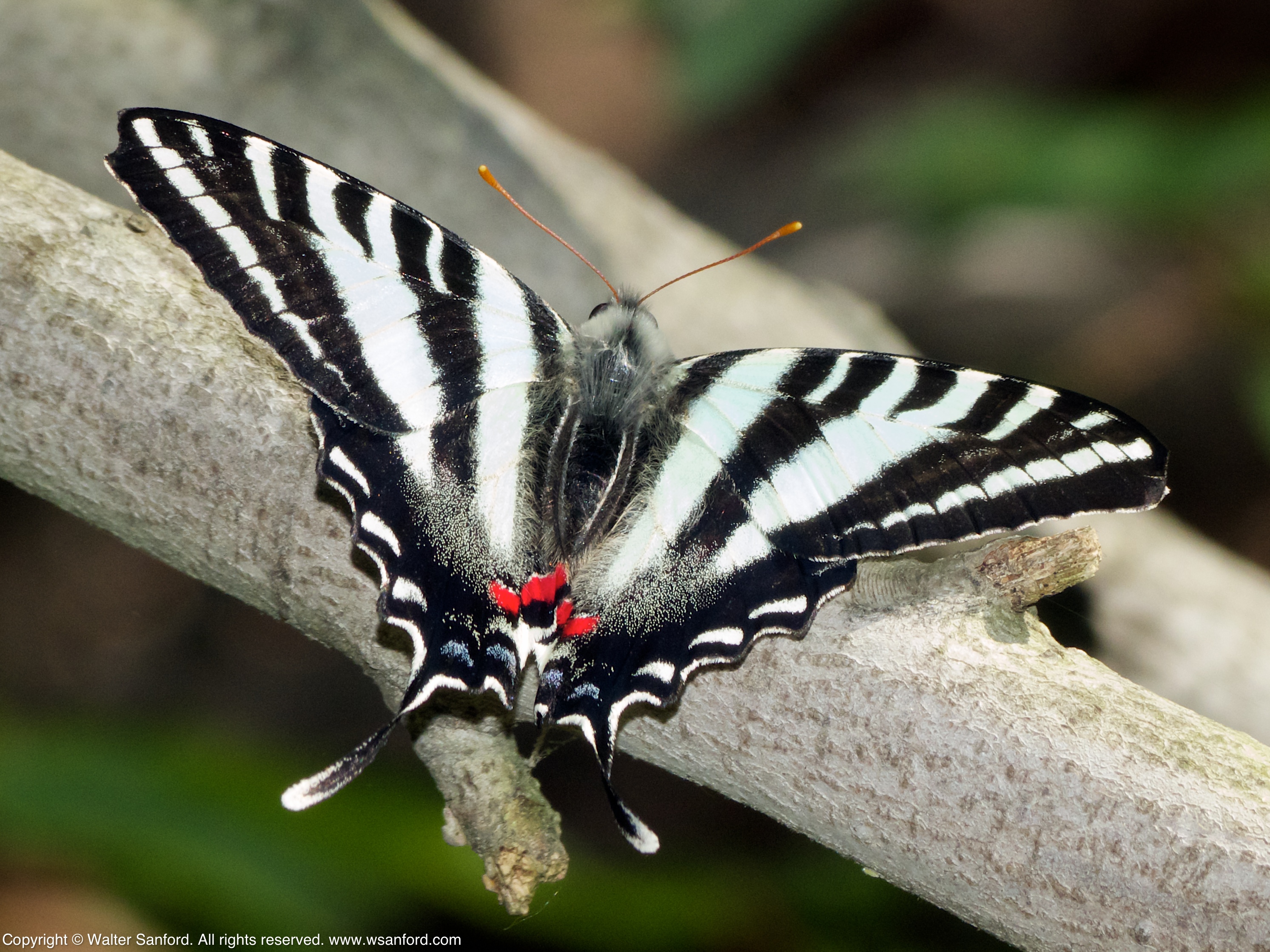 Zebra Swallowtail butterfly | walter sanford's photoblog