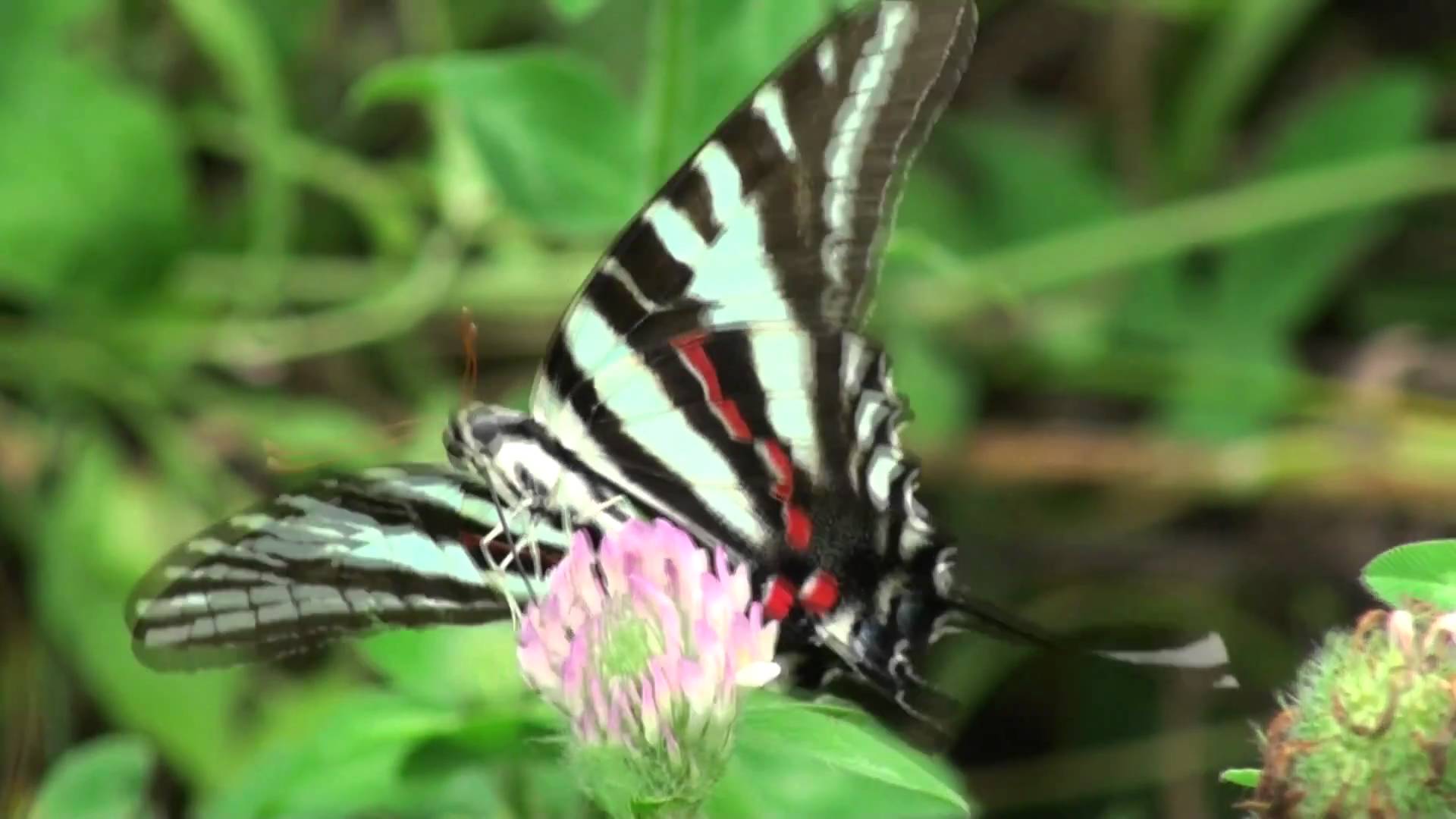 Zebra Swallowtail Butterfly - YouTube