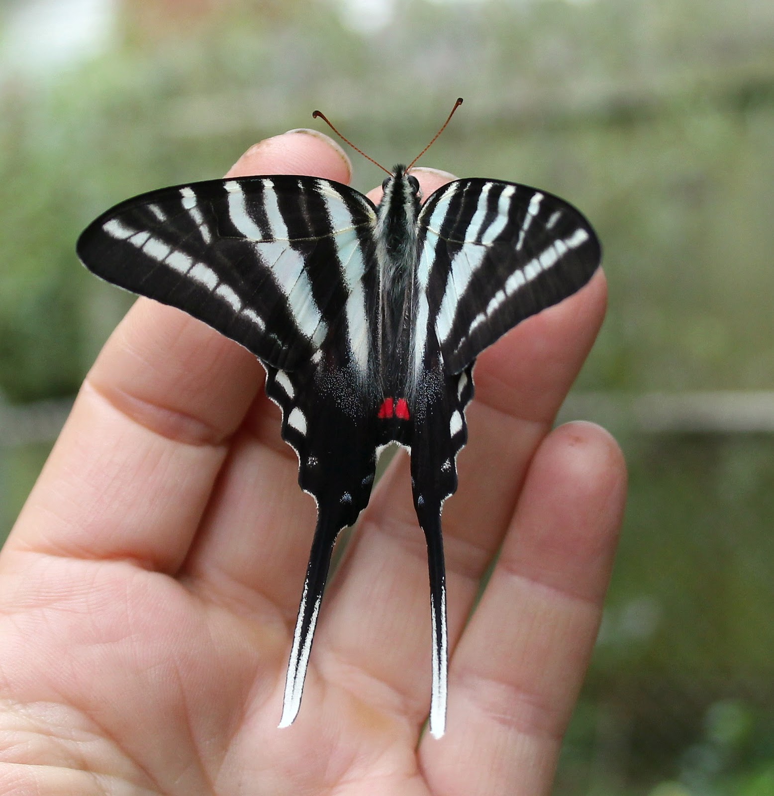 On the Wing: How to Grow a Zebra Swallowtail Butterfly!