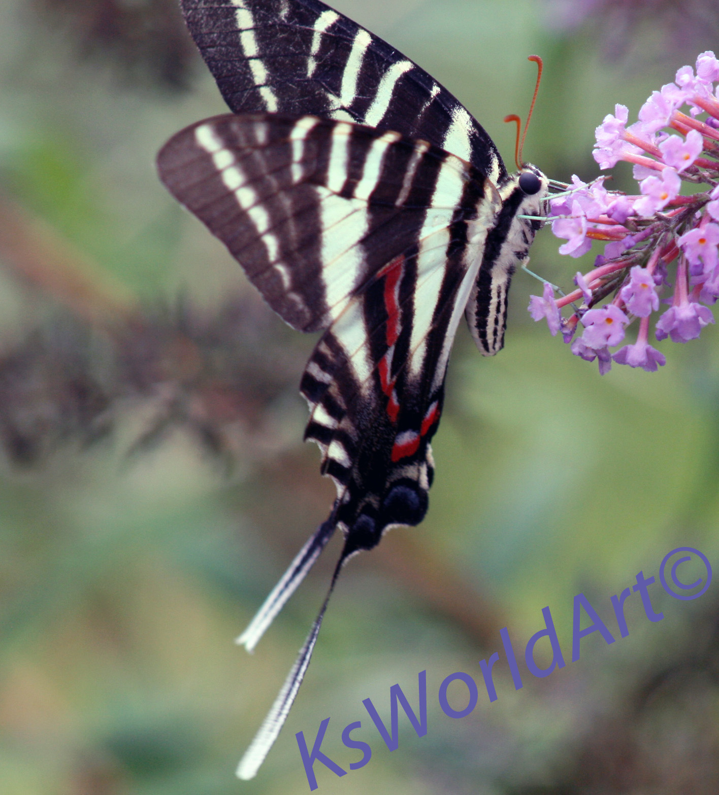 Zebra Swallowtail Eurytides marcellus (Cramer, 1777) | Butterflies ...