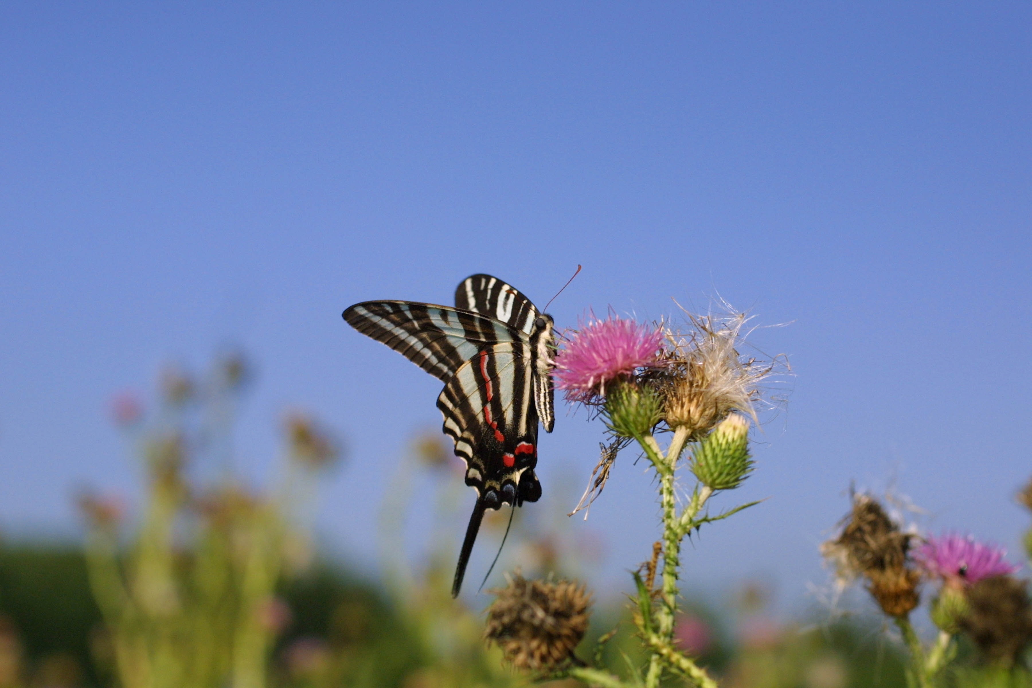 Zebra swallowtail butterfly photo